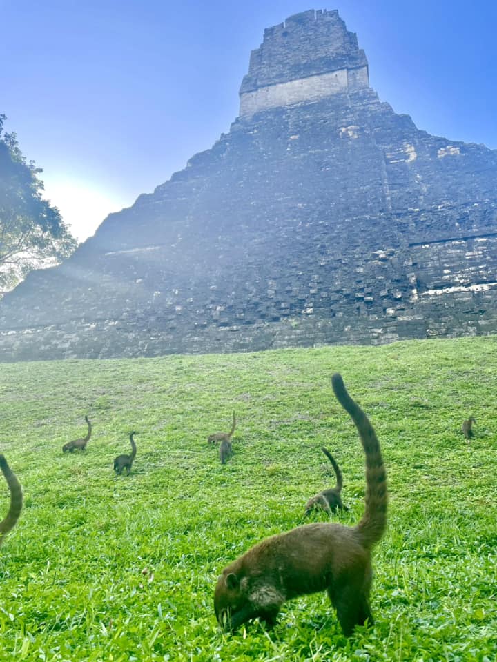 Tikal tour by Belize Jungle Boys 