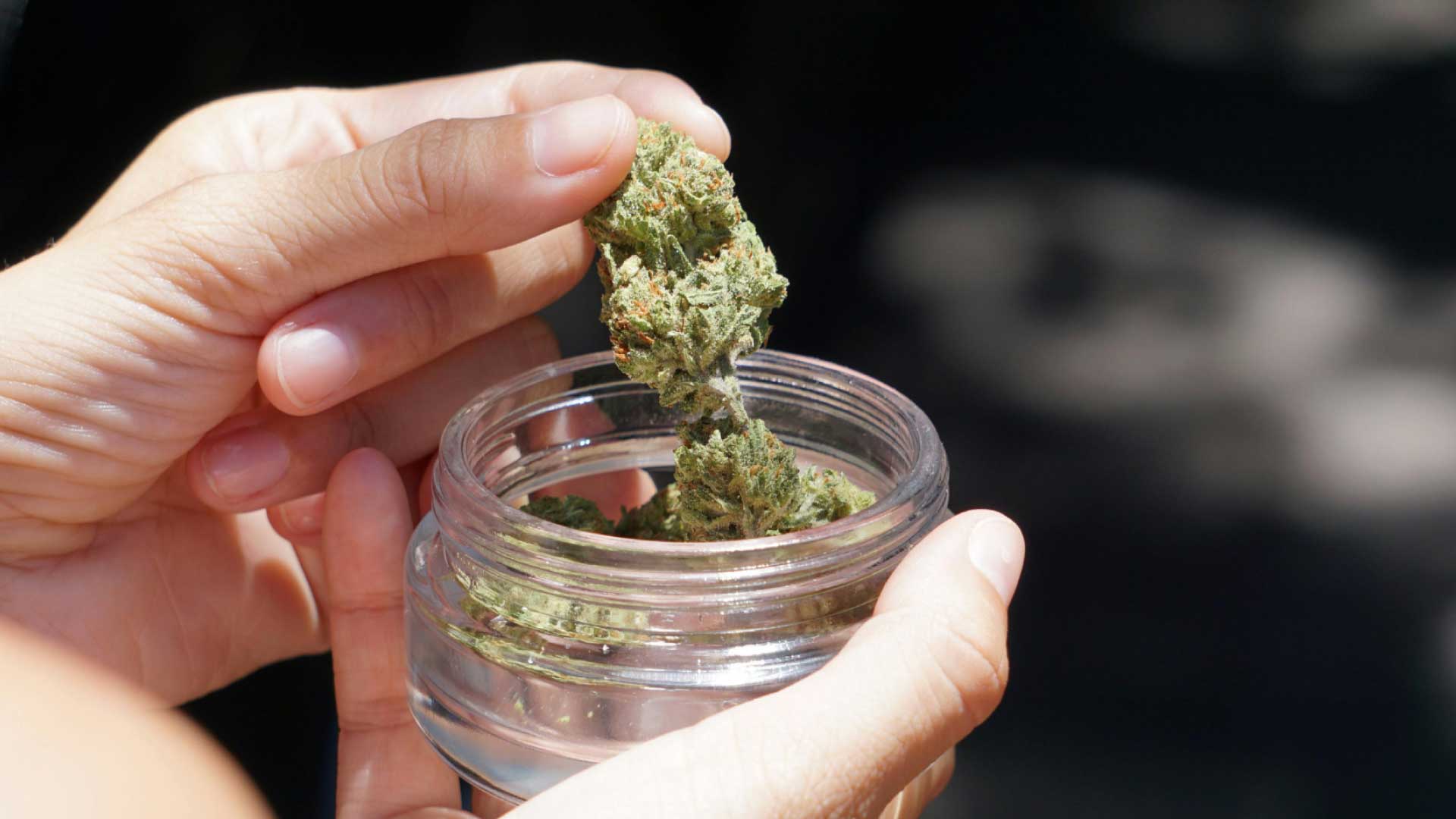 How-to-Prevent-Mold-on-Weed.jpg