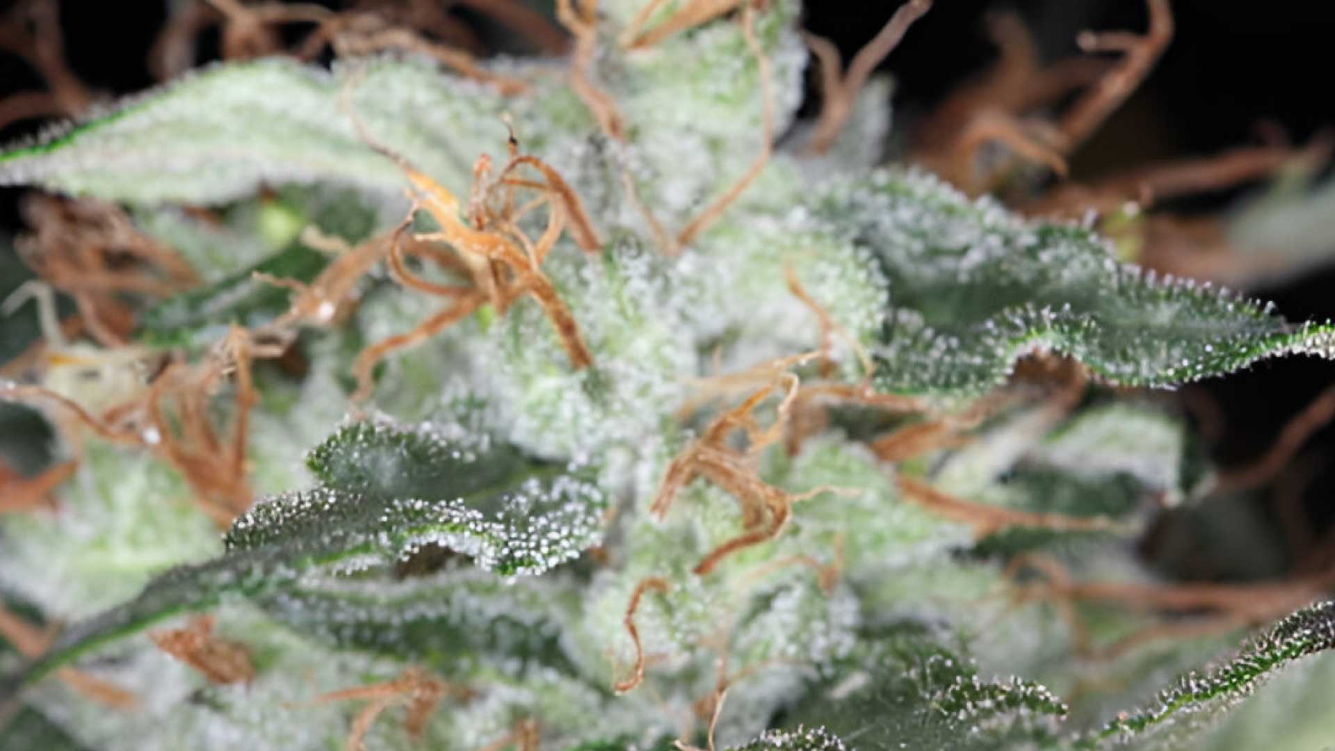 Can-Weed-Grow-Mold.jpg