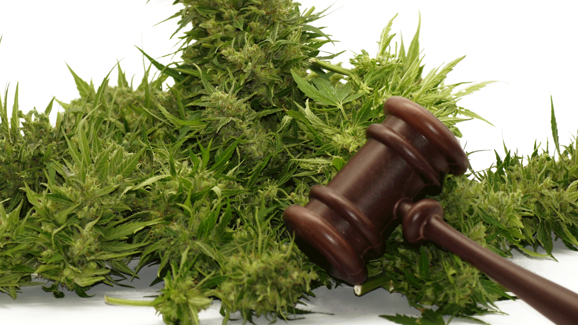 The-Legal-Basics-of-Cannabis-Delivery.png