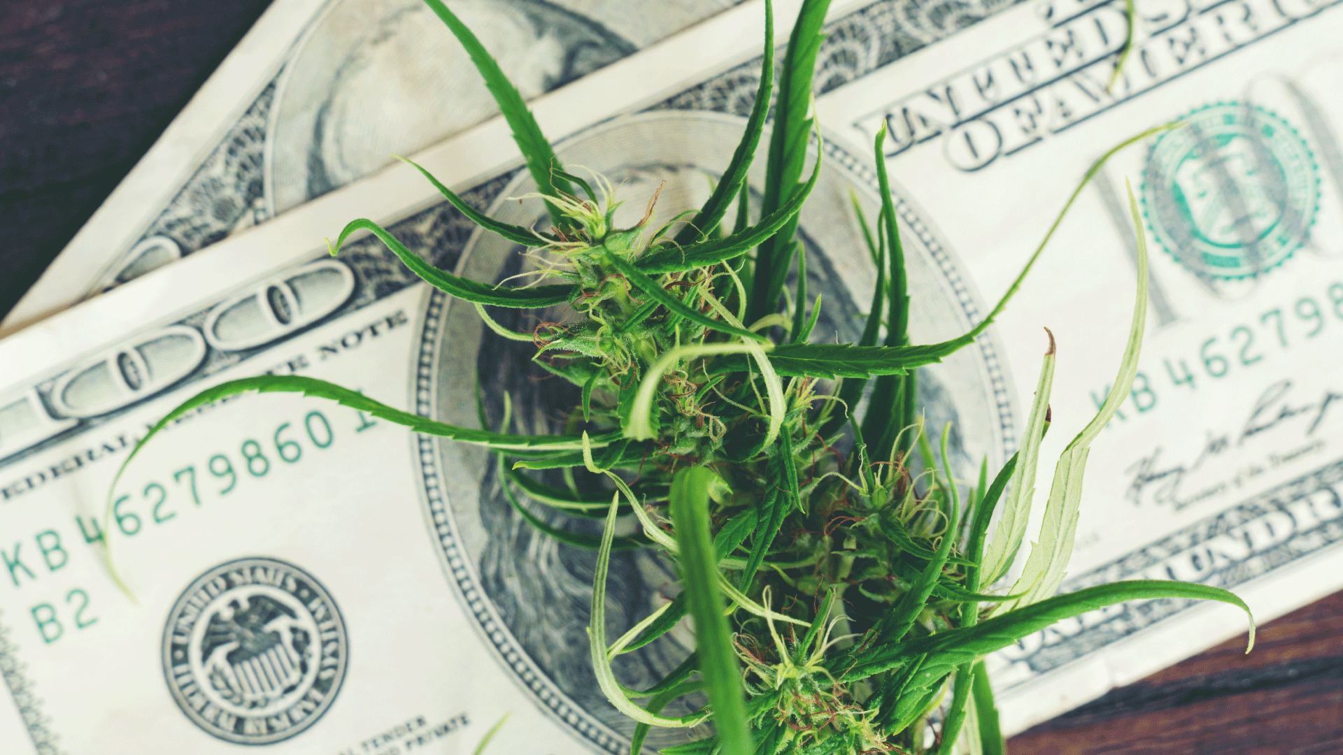 cannabis-fee.png