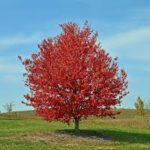 red-maple-150x150.jpeg