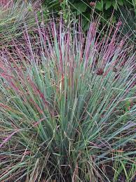 little bluestem fall.jpg