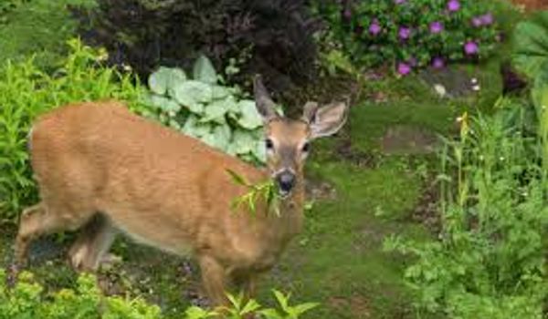 Deer