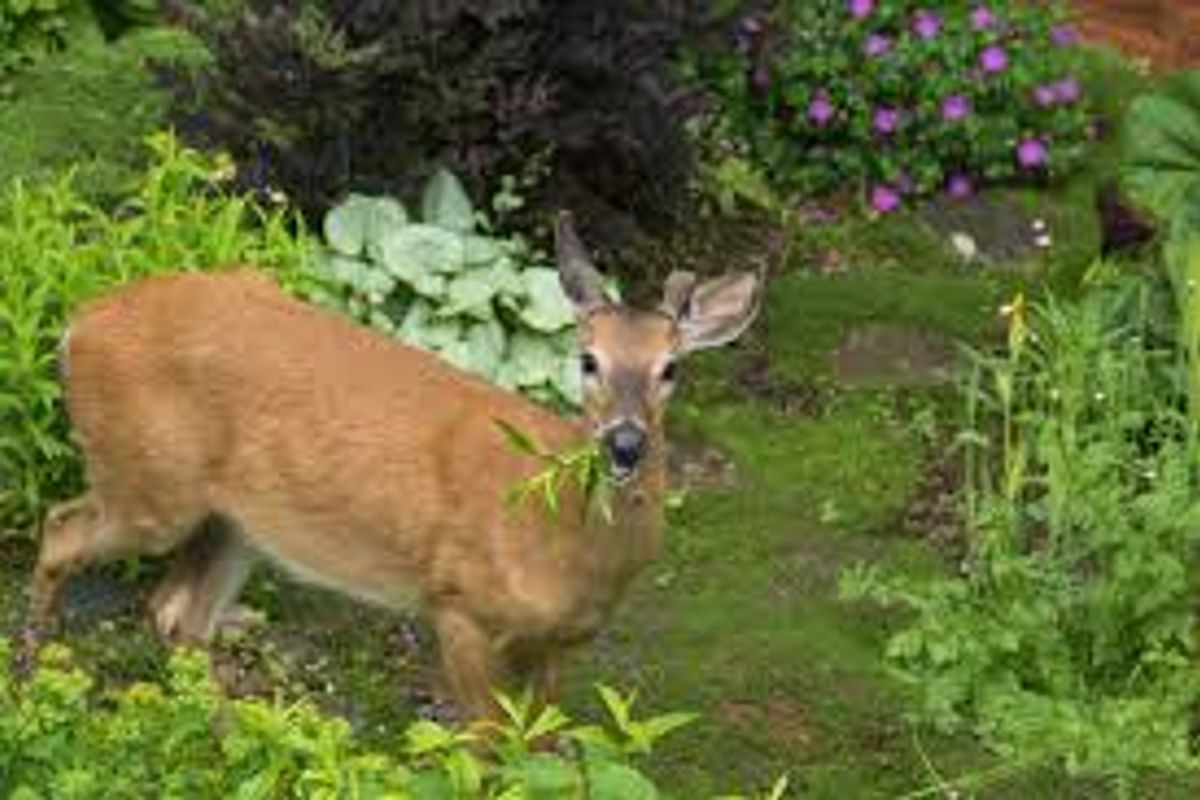 Deer