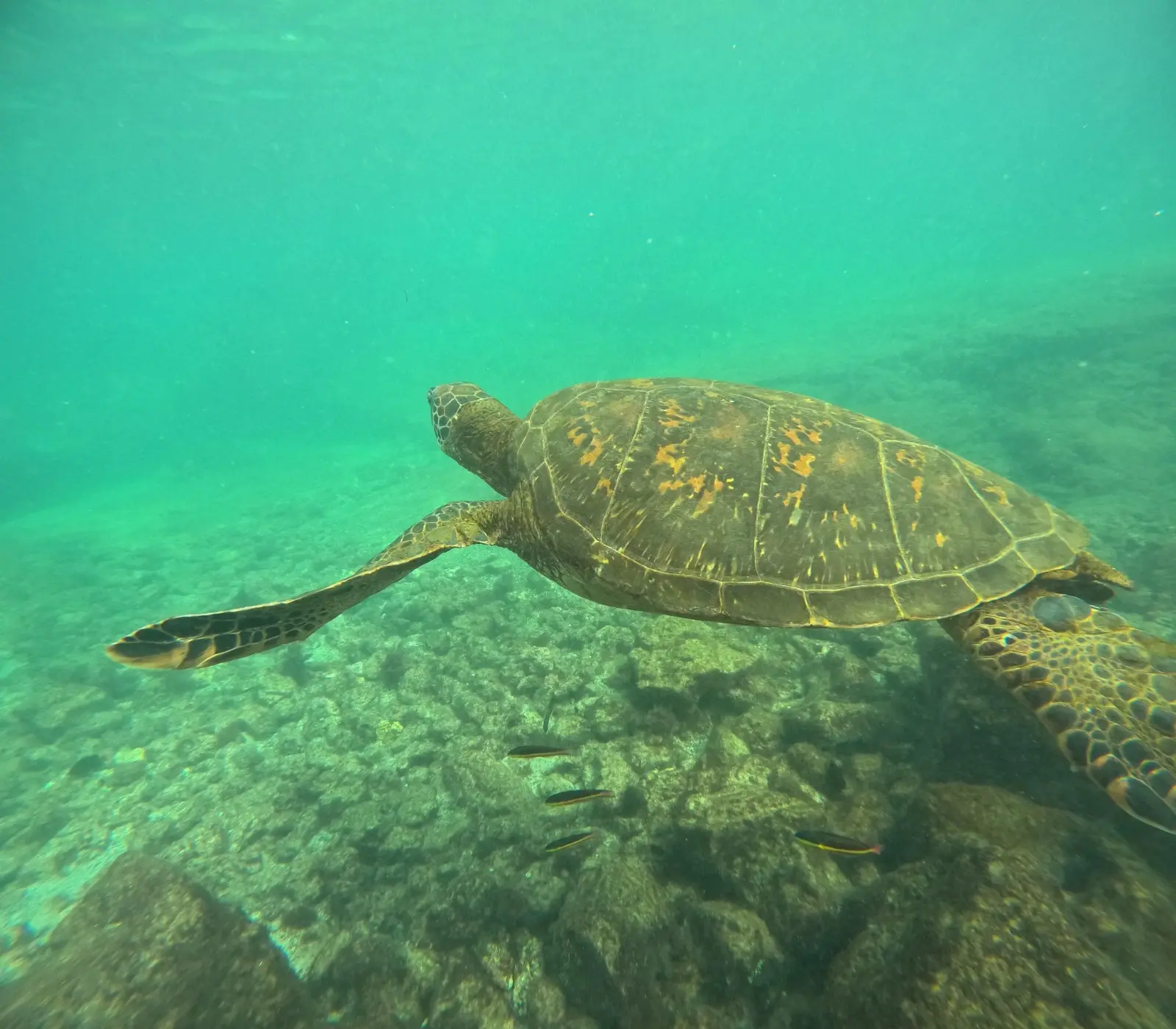 Sea turtle in swimming