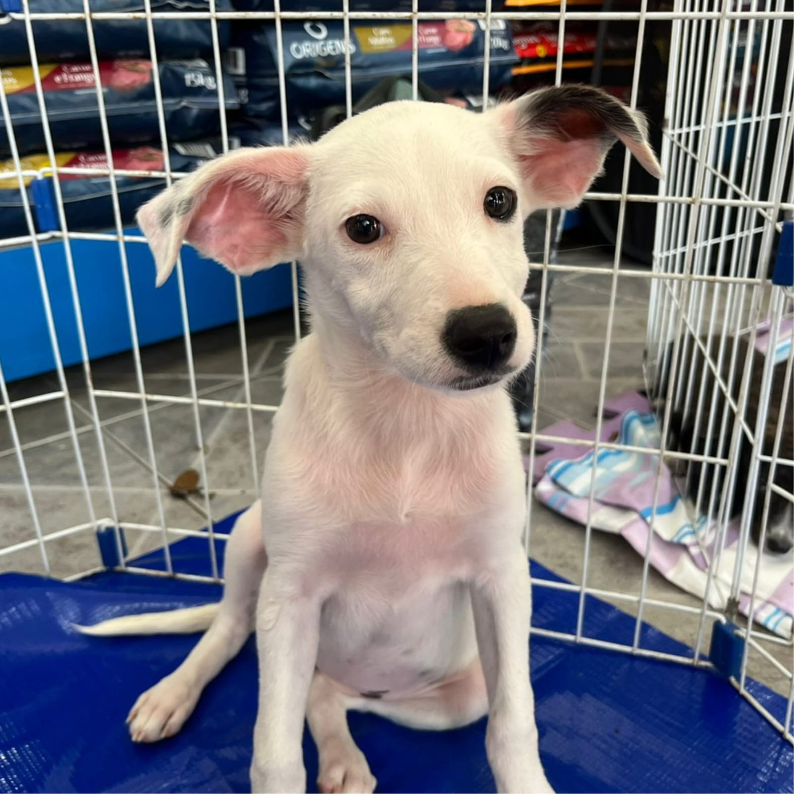 Feira de adoção de animais acontece neste sábado (18) no Centro de Cabo Frio