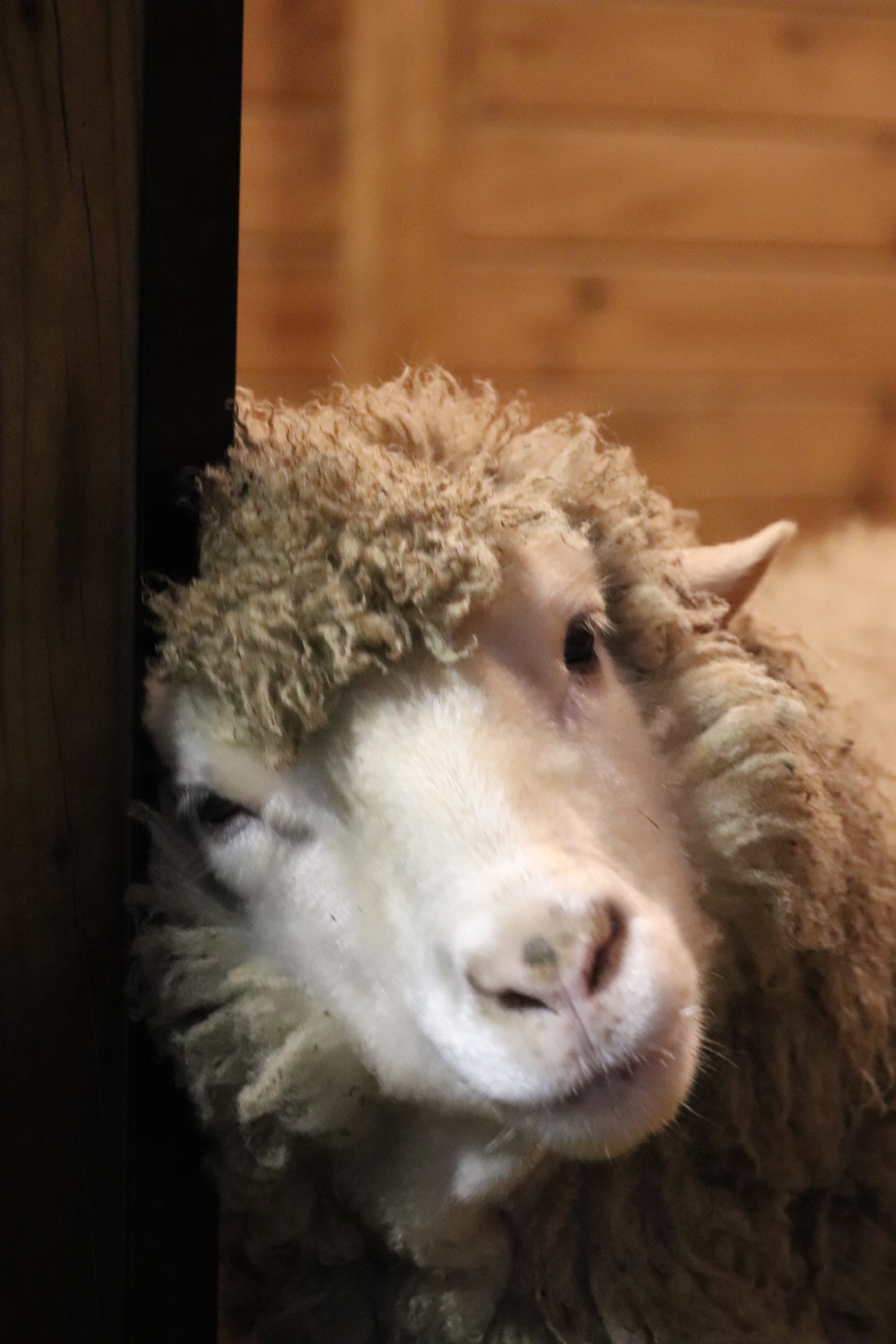 Luna (Luna d'Estate) - Sheep at The Refuge
