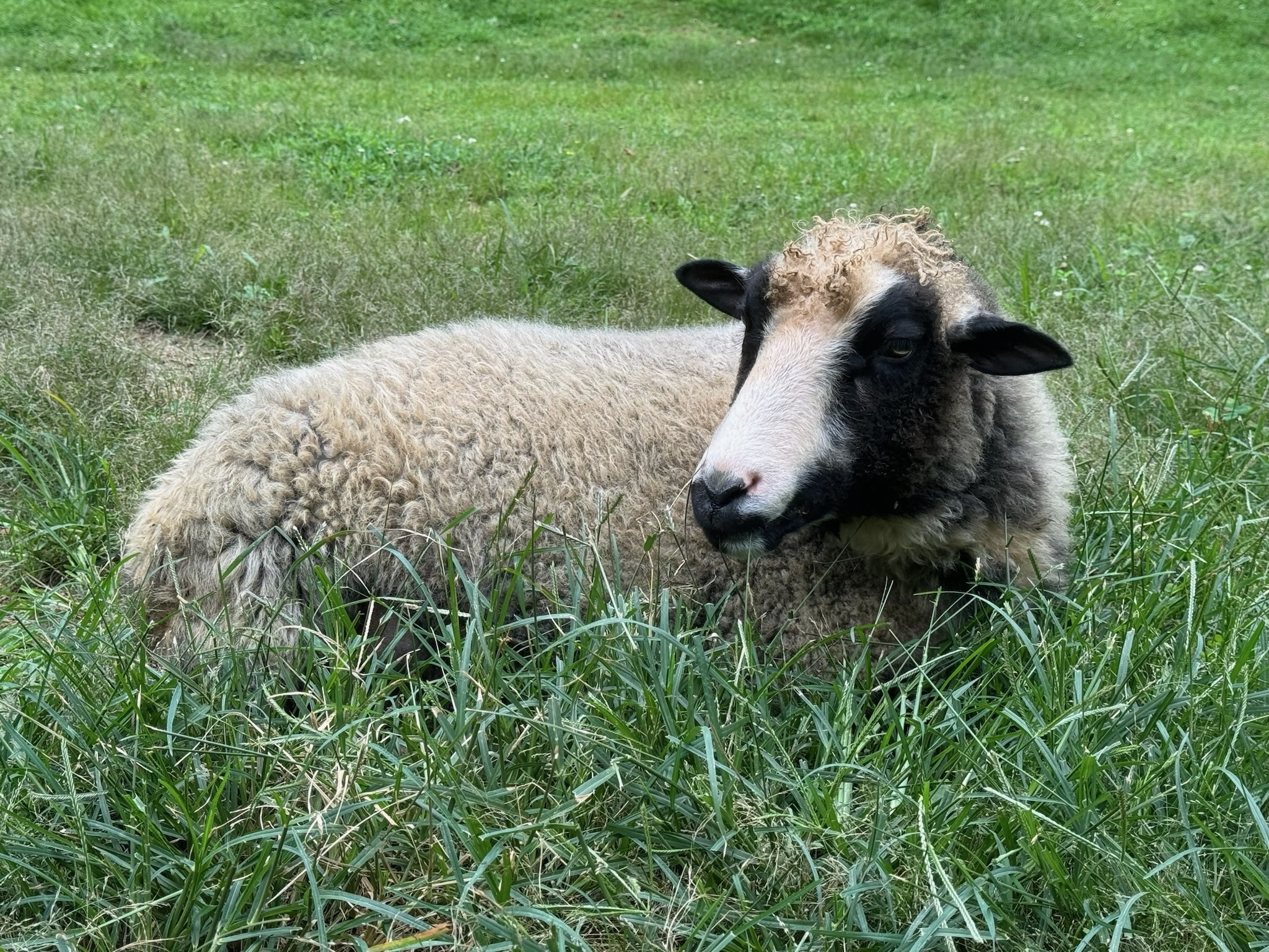 Merry Berry - Sheep at The Refuge