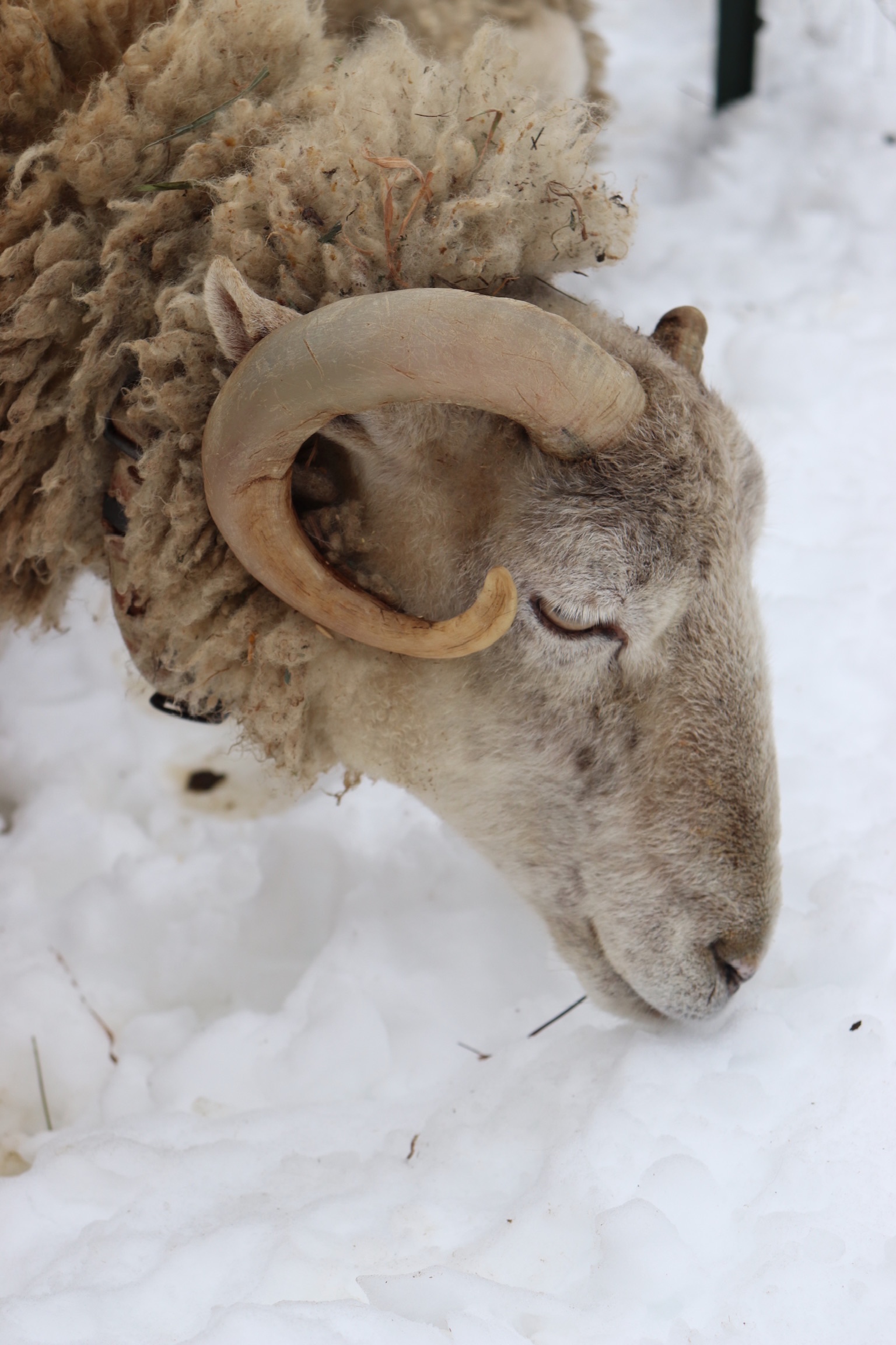 Ram