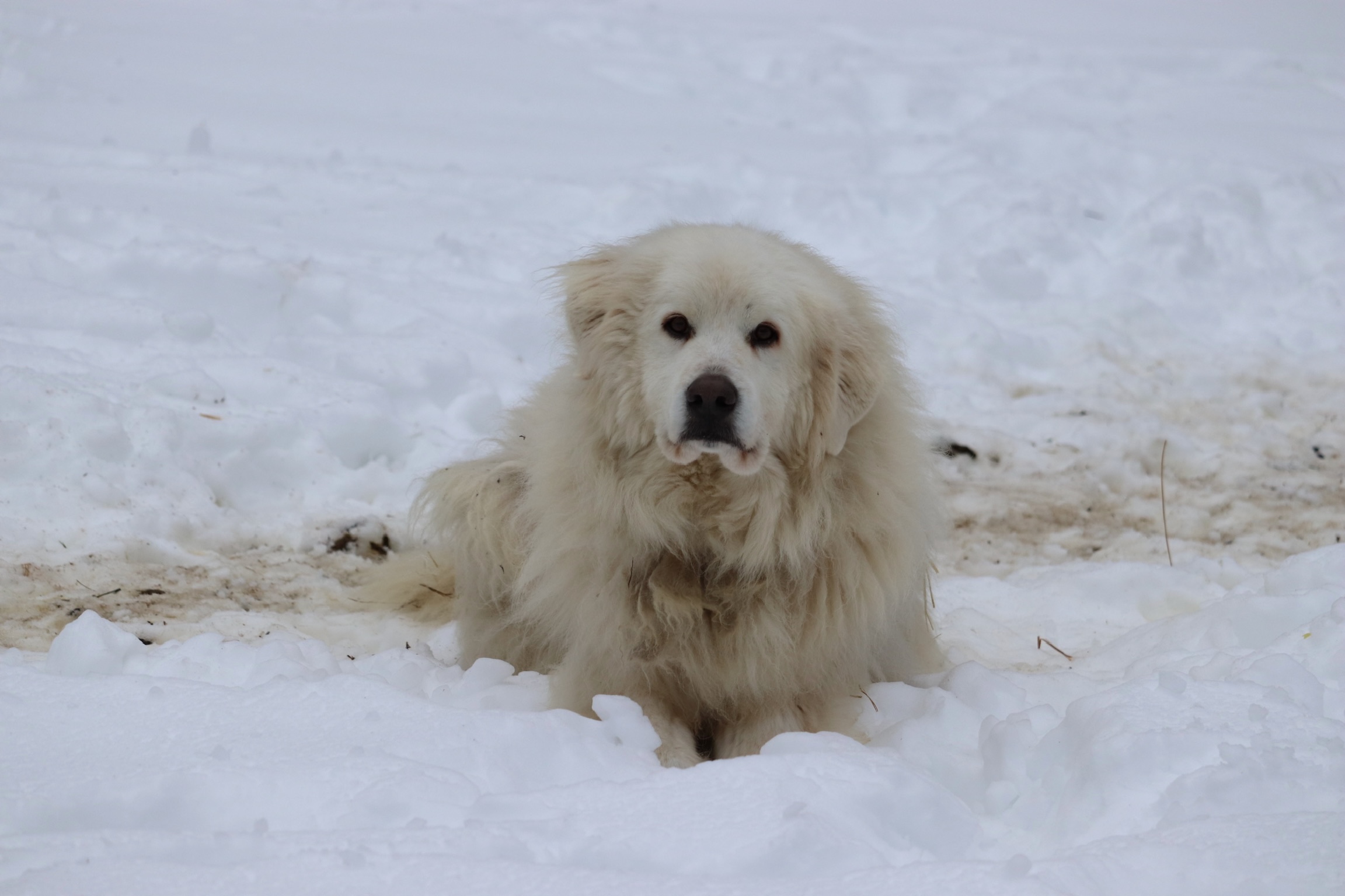 Red - Dog at The Refuge