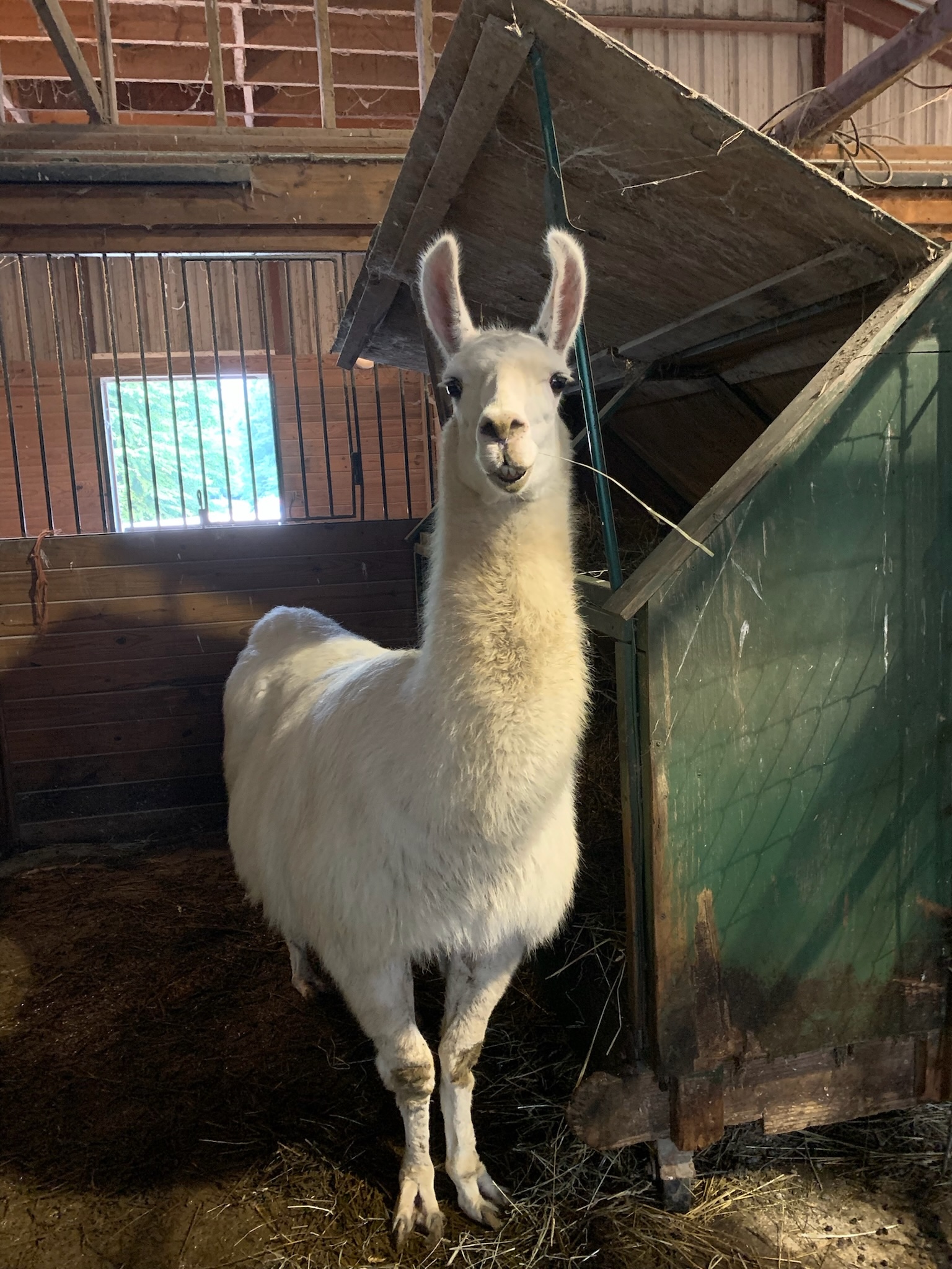Stuart - In Memoriam - Llama at The Refuge
