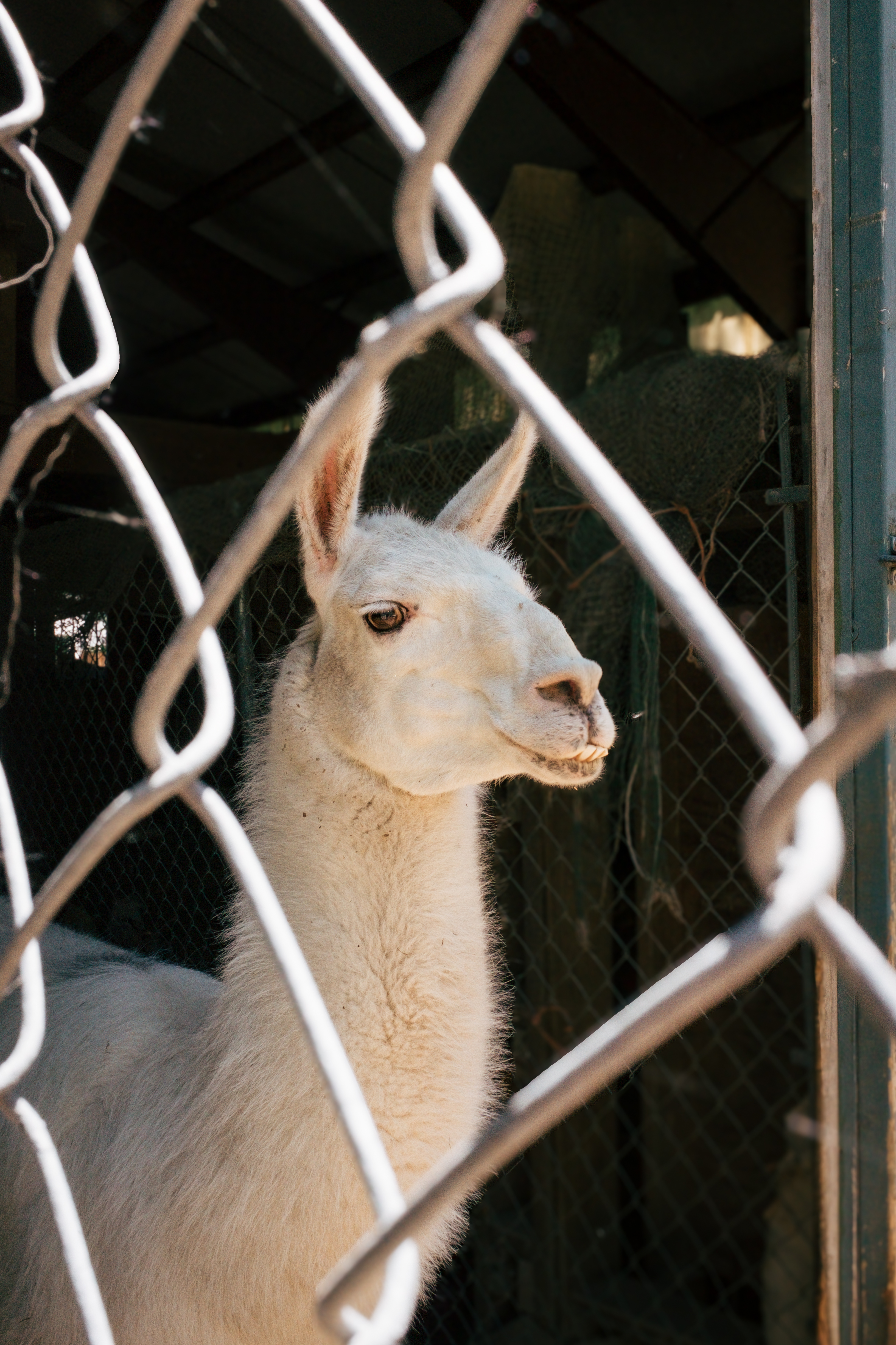 Llama