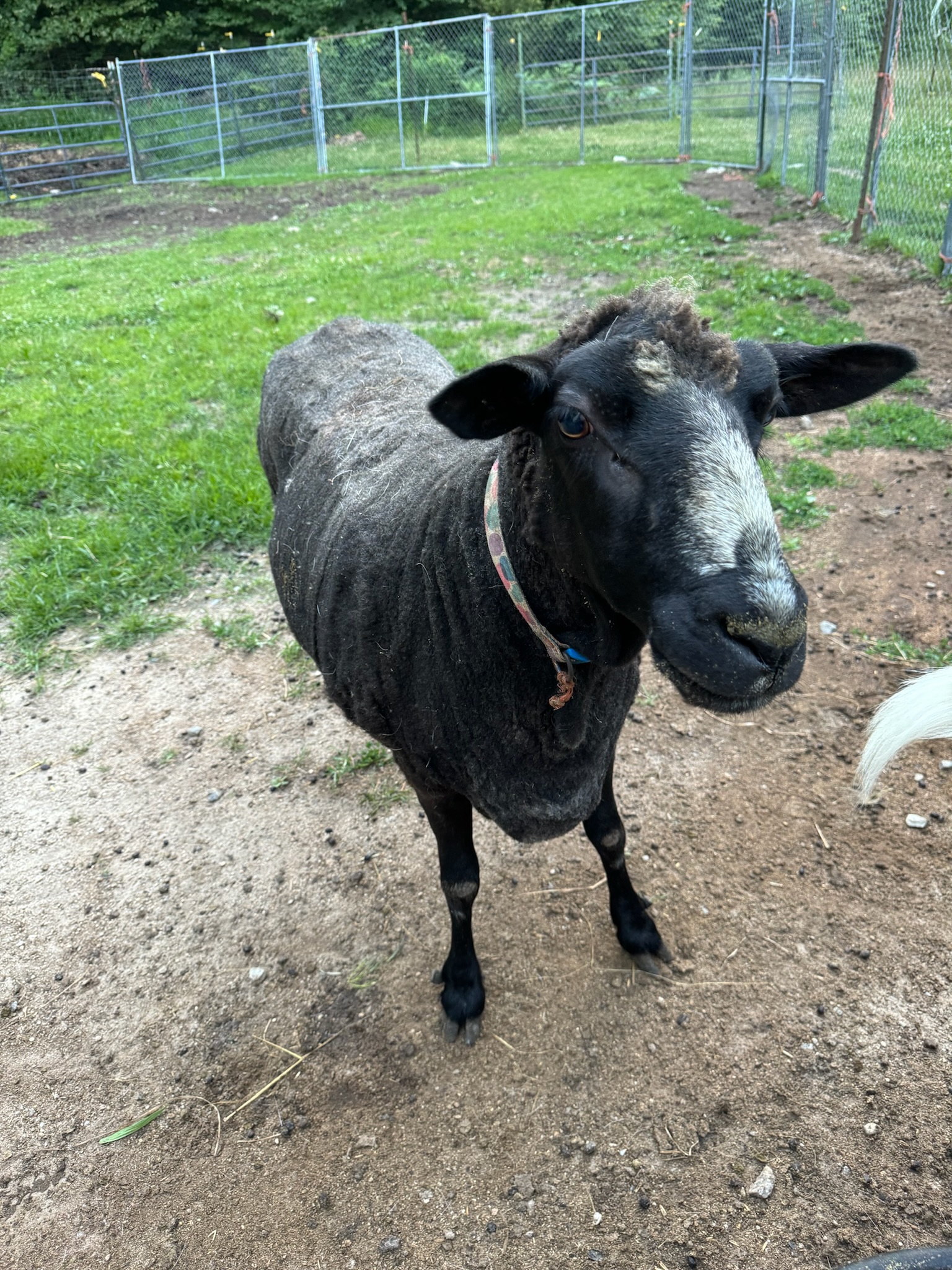 Sheep