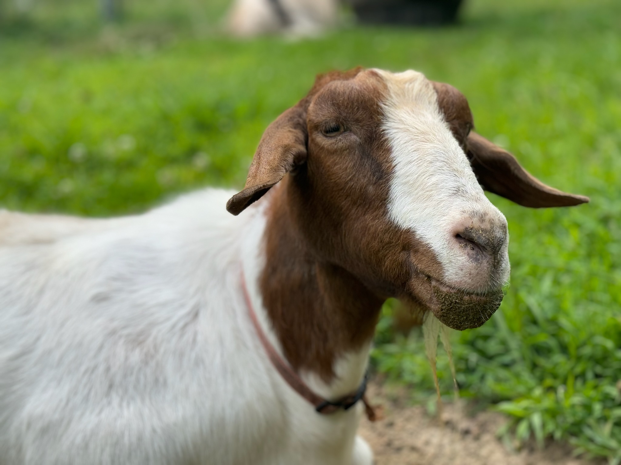 Goat