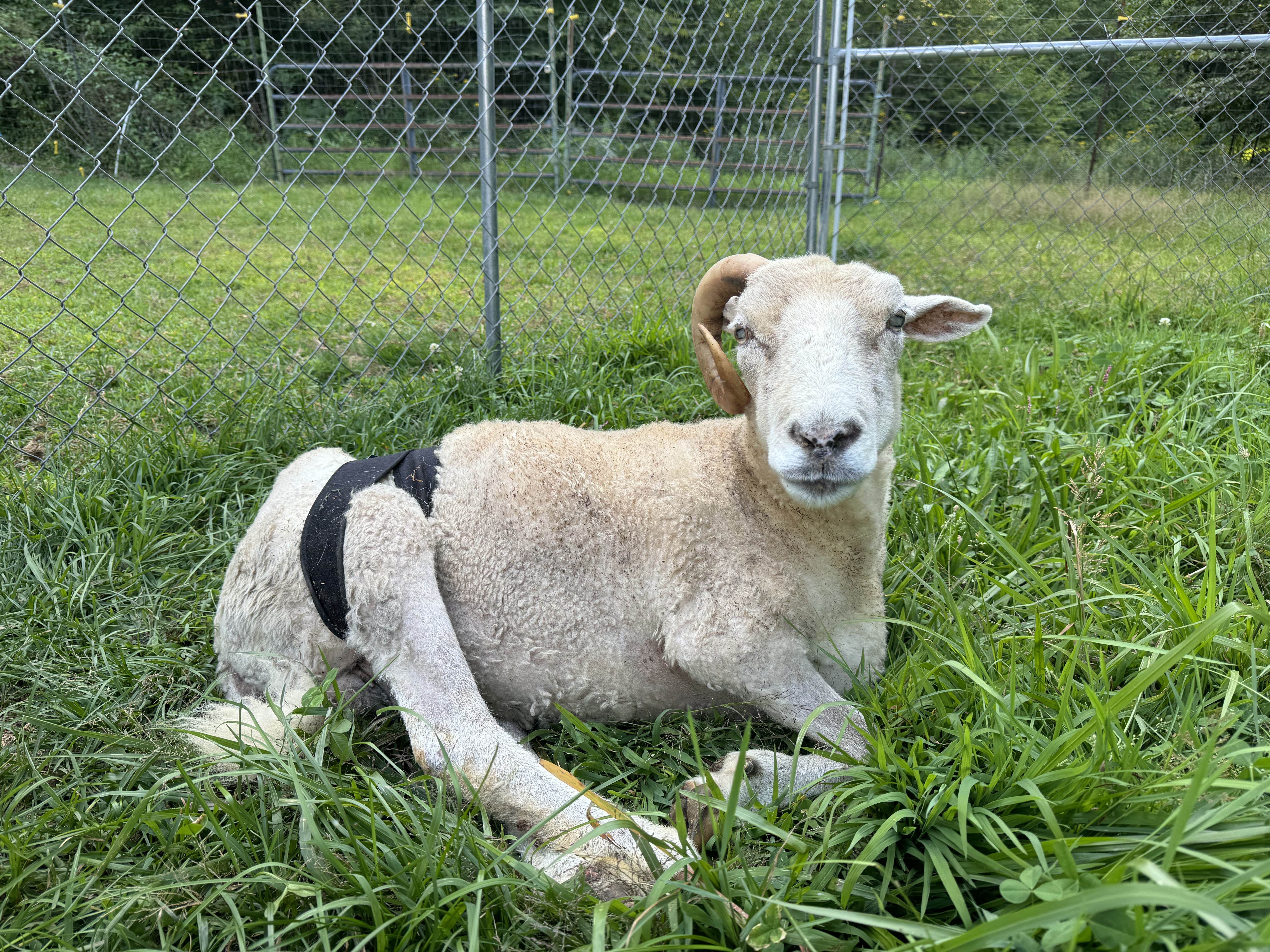 Nick - Sheep at The Refuge