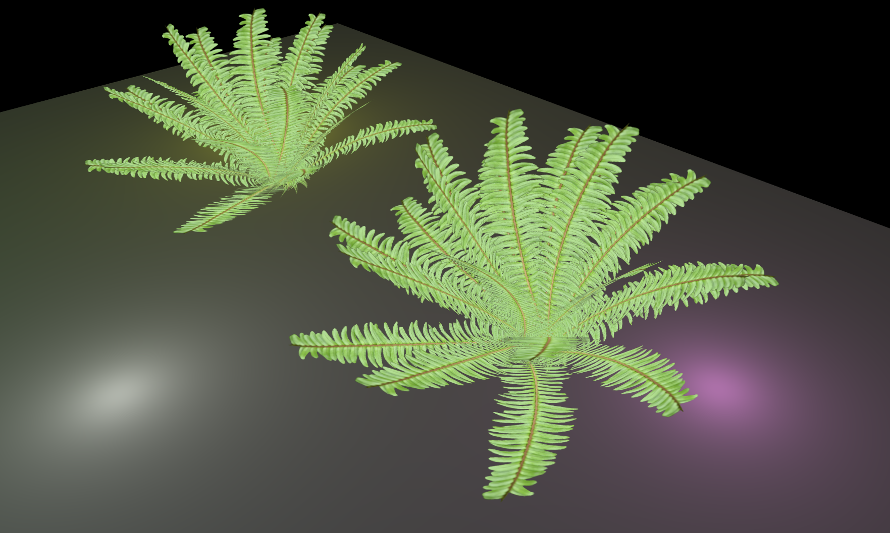 ferns.png