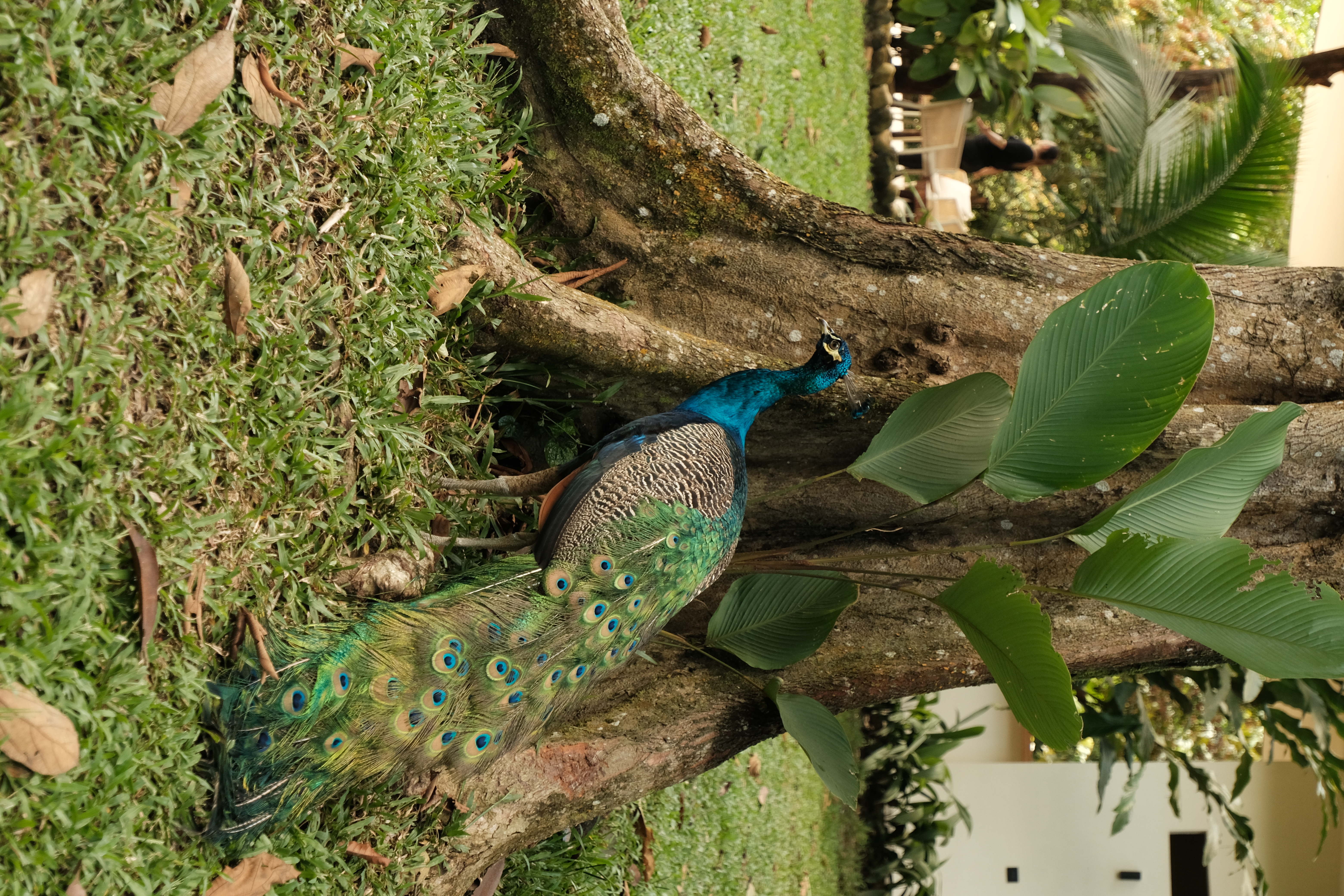 Copia de DSCF1976.jpg