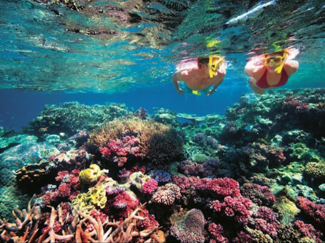 Manatee Watch & Coral Gardens
