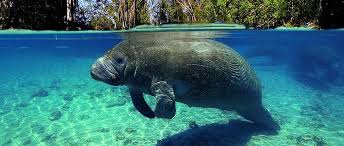 MANATEE WATCH & CORAL GARDENS