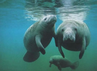 manatee-watch.jpg