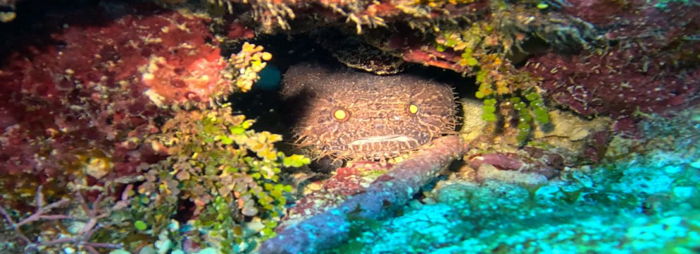 MEXICO ROCKS SAIL, BBQ & SNORKEL