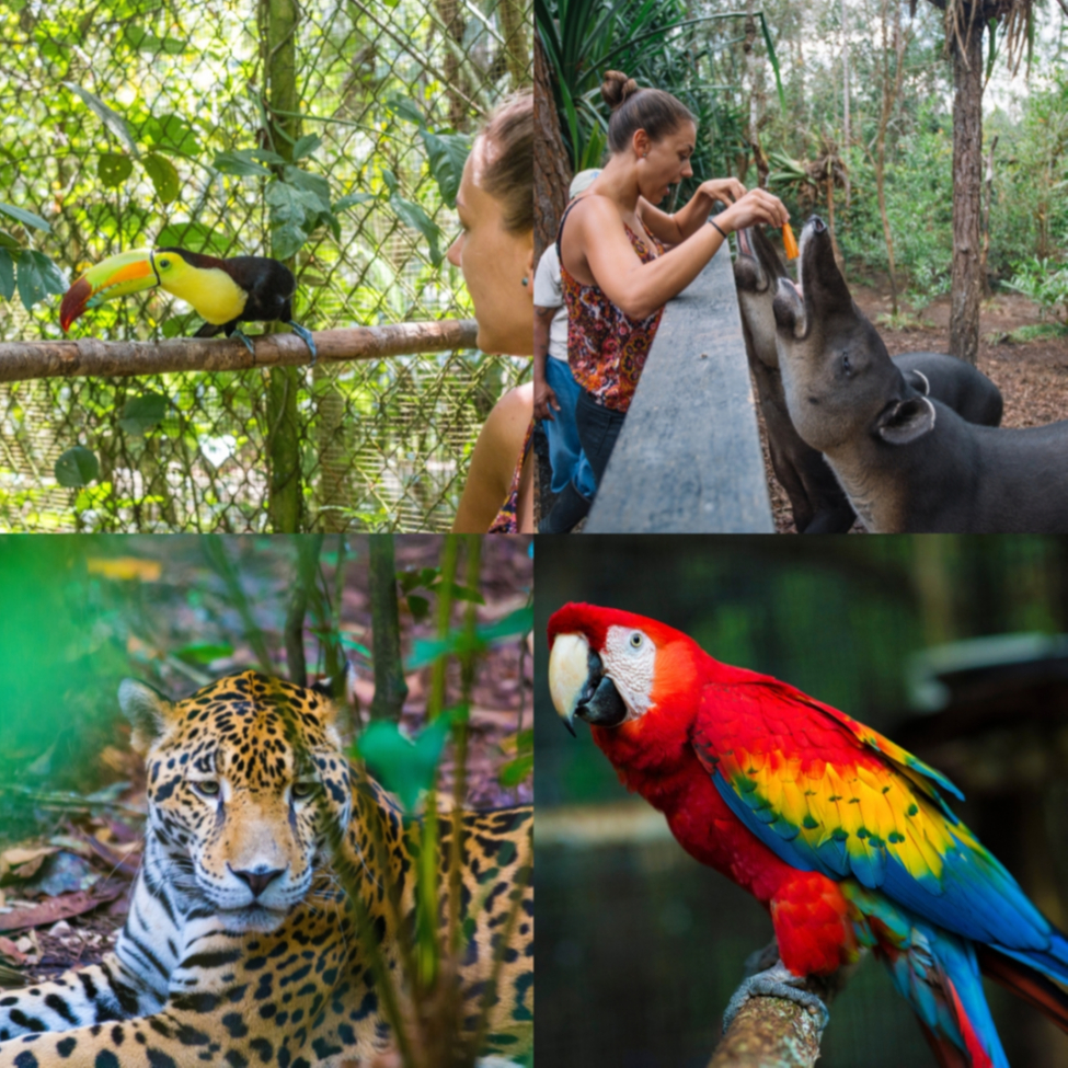 CAVE TUBING & BELIZE ZOO ADVENTURE