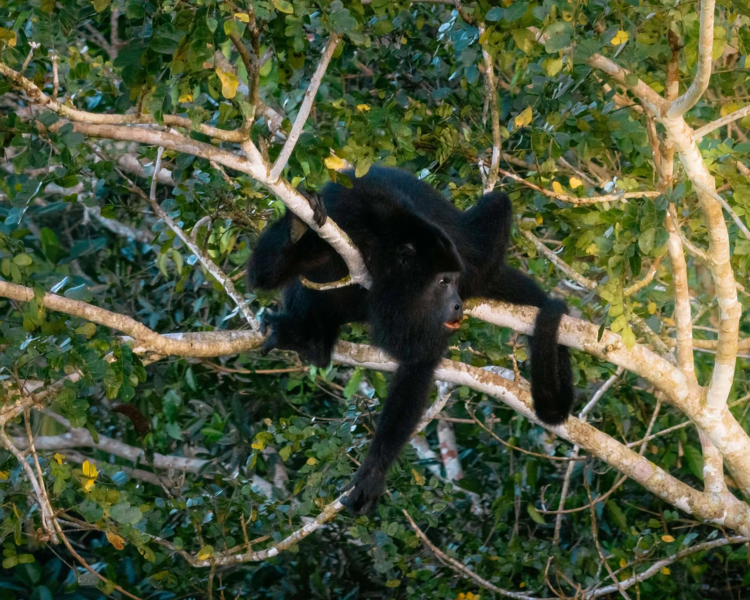 Jungle Zipline at Jaguar Caves Branch