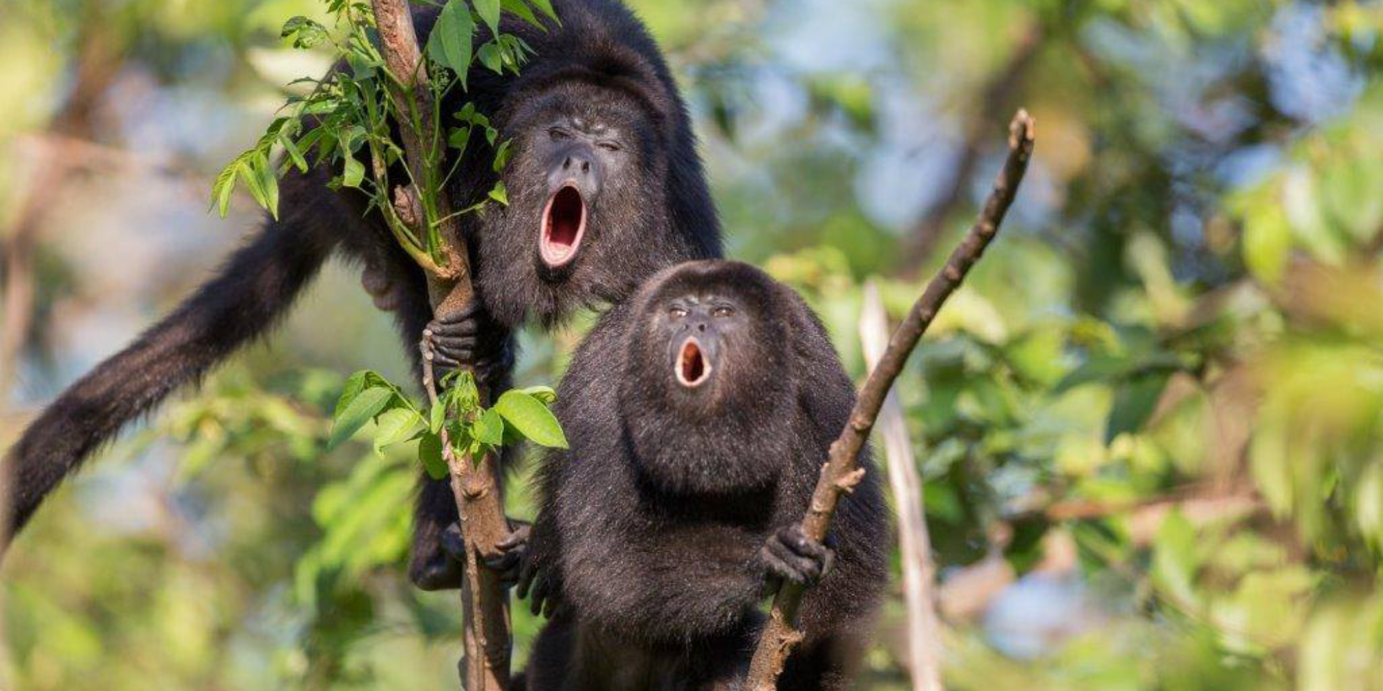 Visit TIkal from Belize