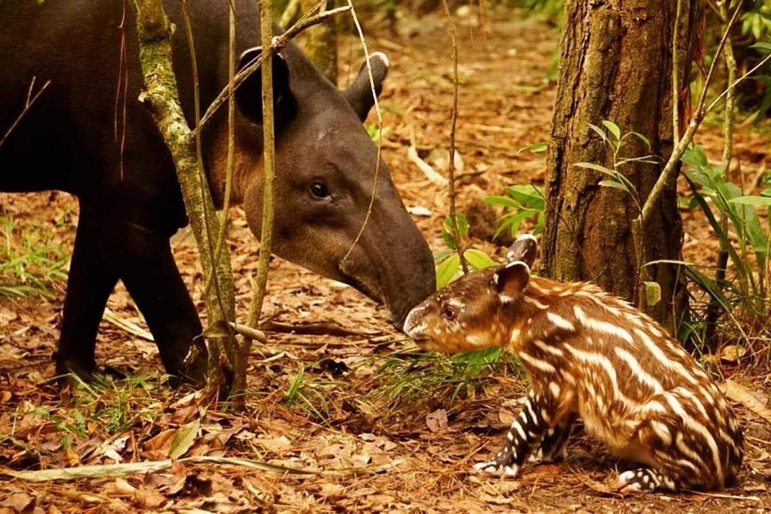 Belize Zoo in San Ignacio Belize