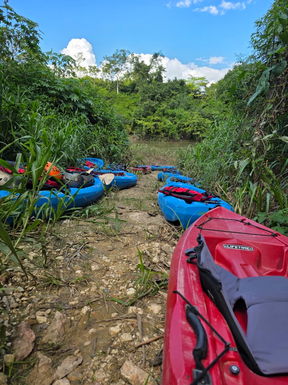 Belize River Wildlife Kayaking gallery image