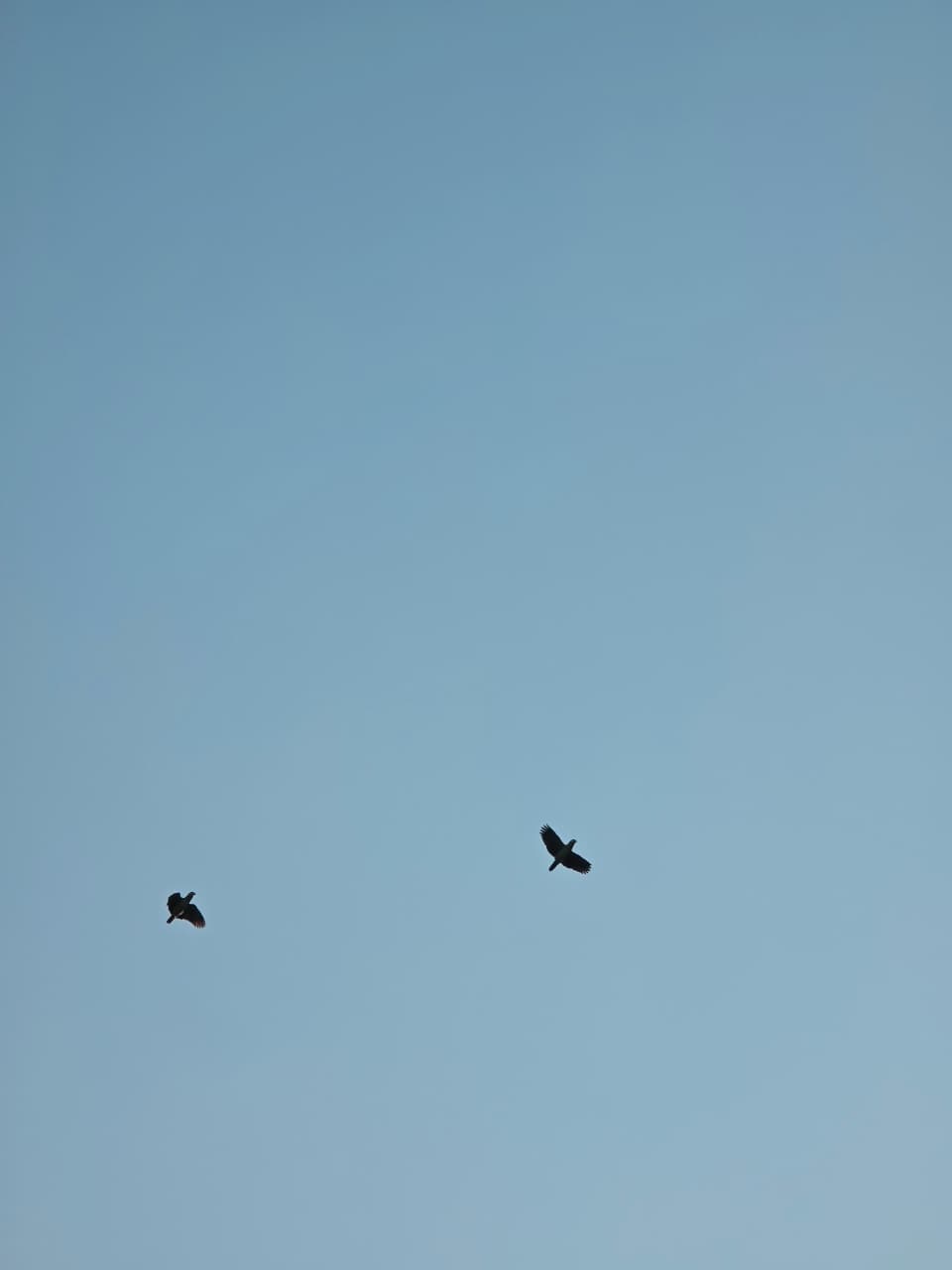 Belize River Wildlife Kayaking gallery image