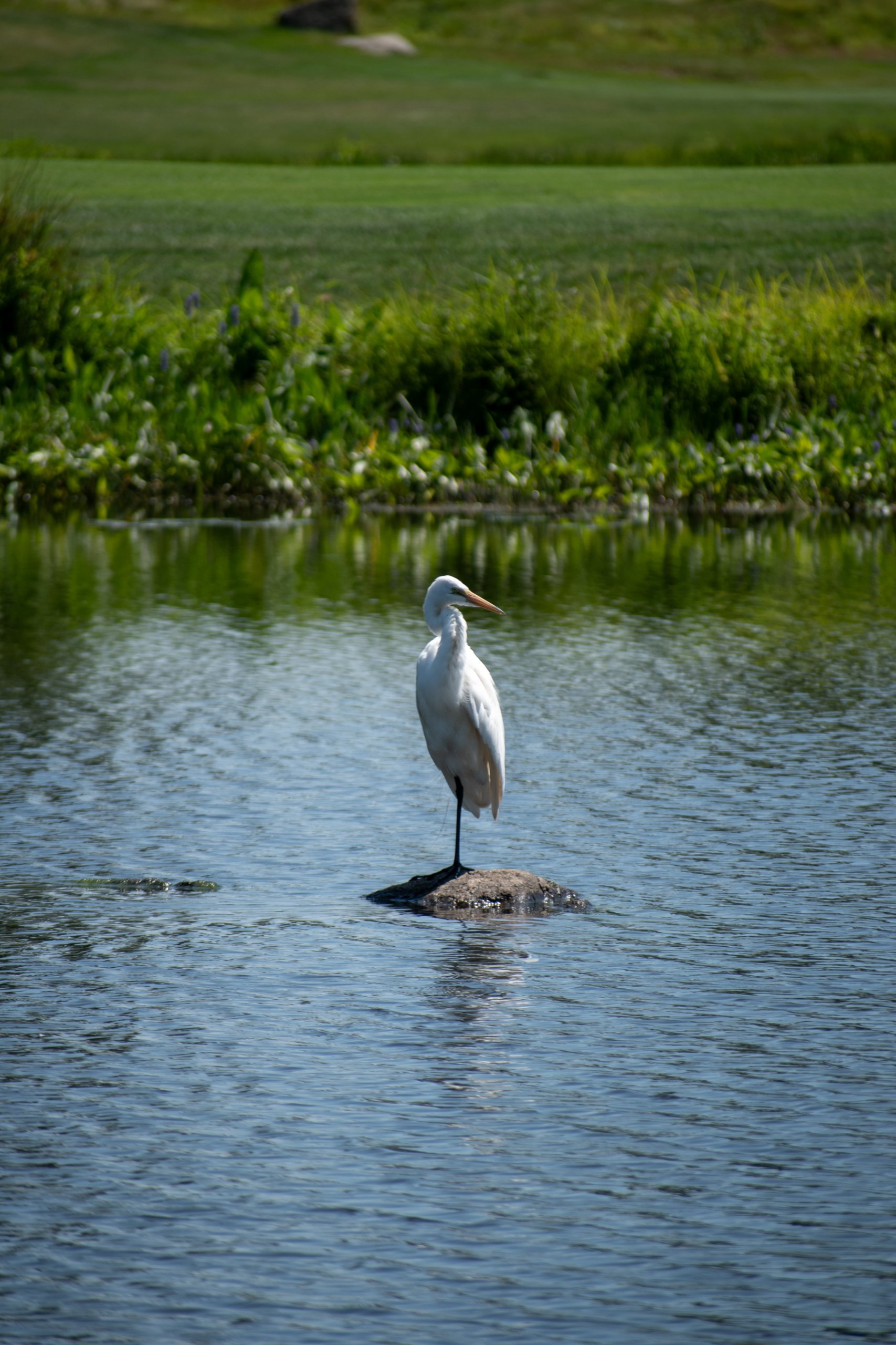 A great white egret standing on one leg on a rock in the middle of a golf course pond, green reeds behind.