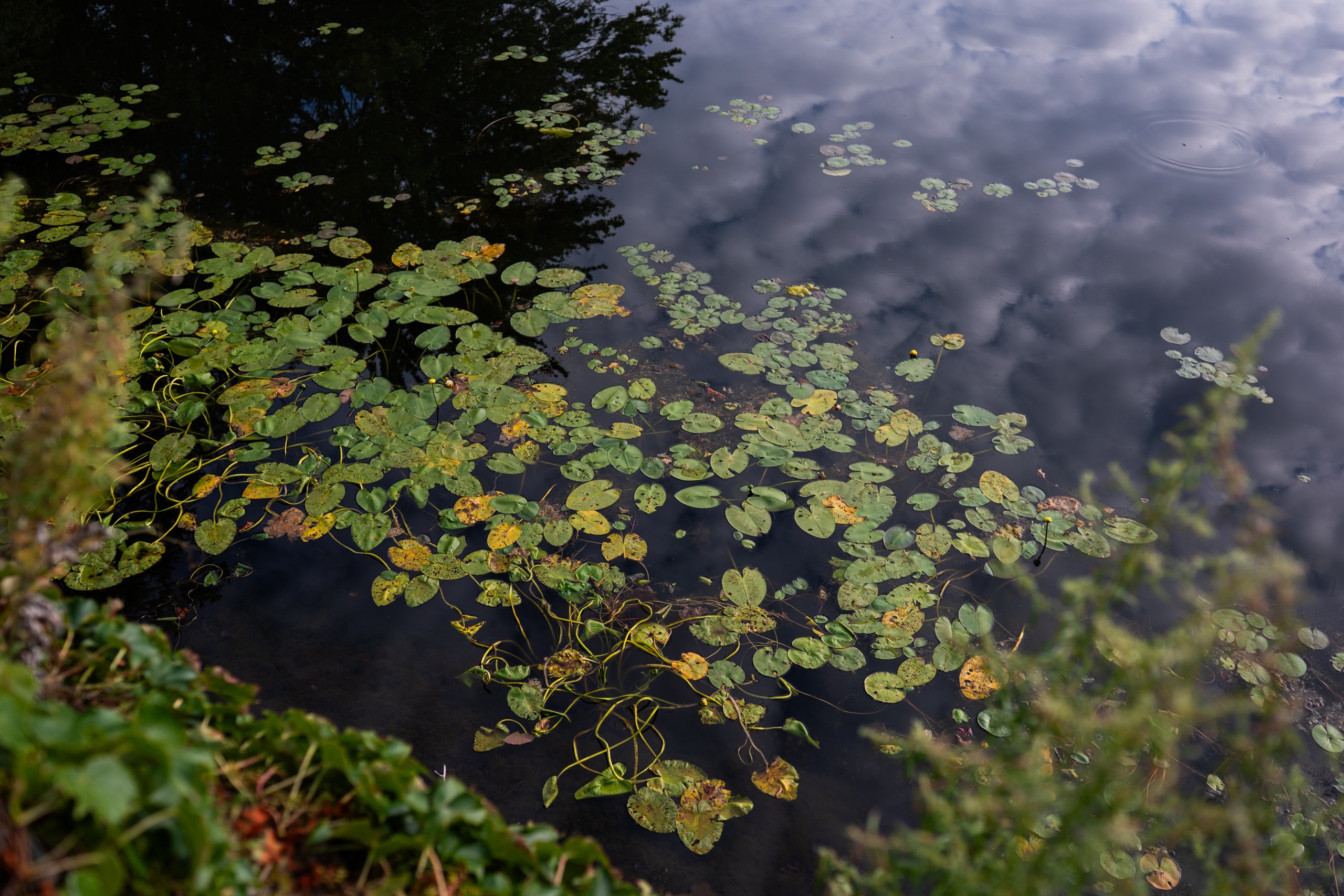 Lily pads floating on a calm pond reflecting the sky at the golf course.