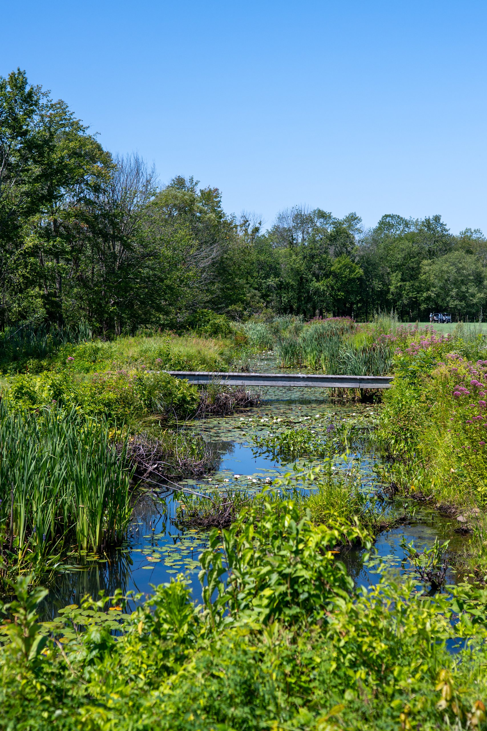 A marshy pond thick with lily pads and wildflowers, crossed by a low wooden footbridge, the fairway beyond.