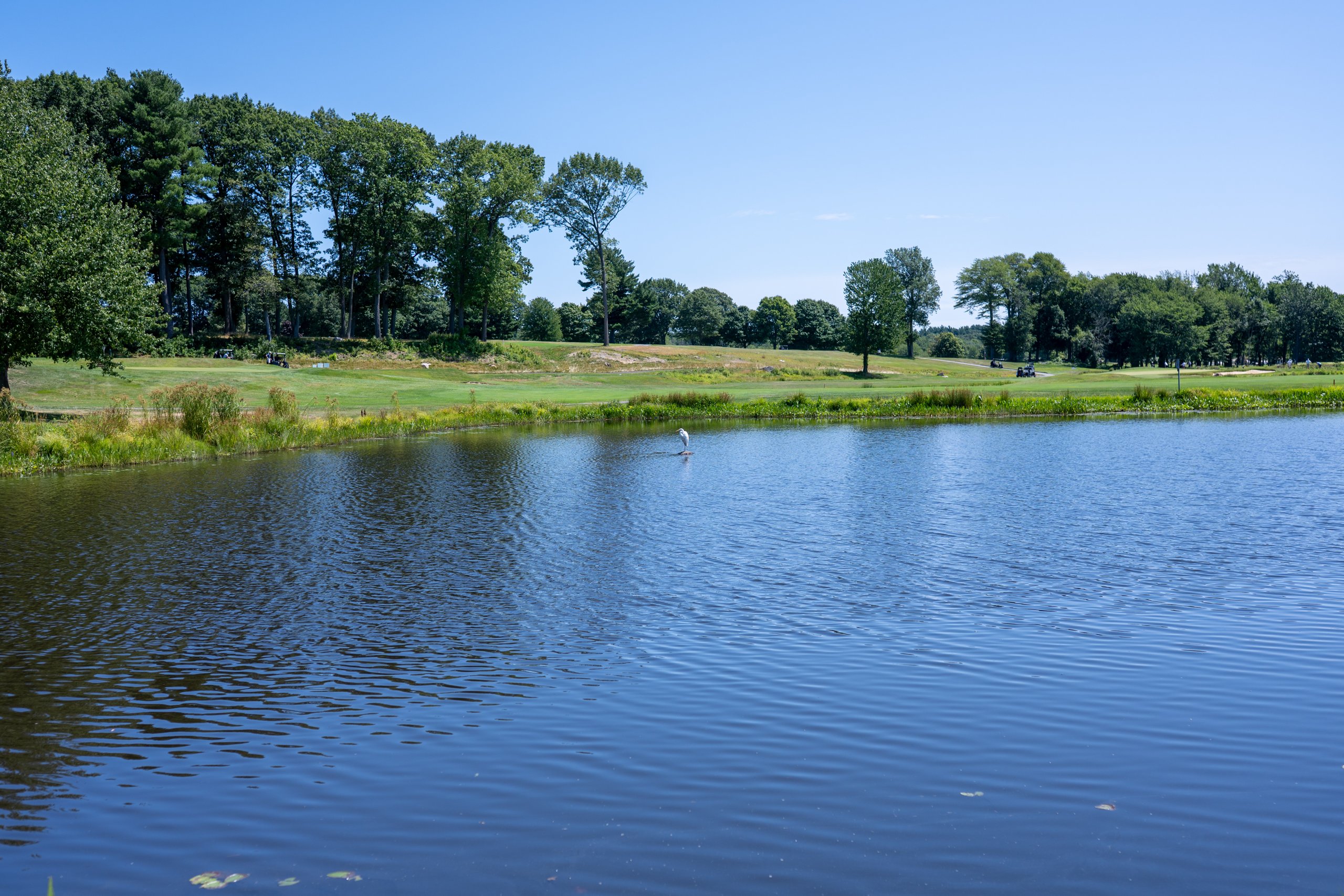 Wide view across a pond with a white egret standing in the shallows, the fairway and carts beyond.