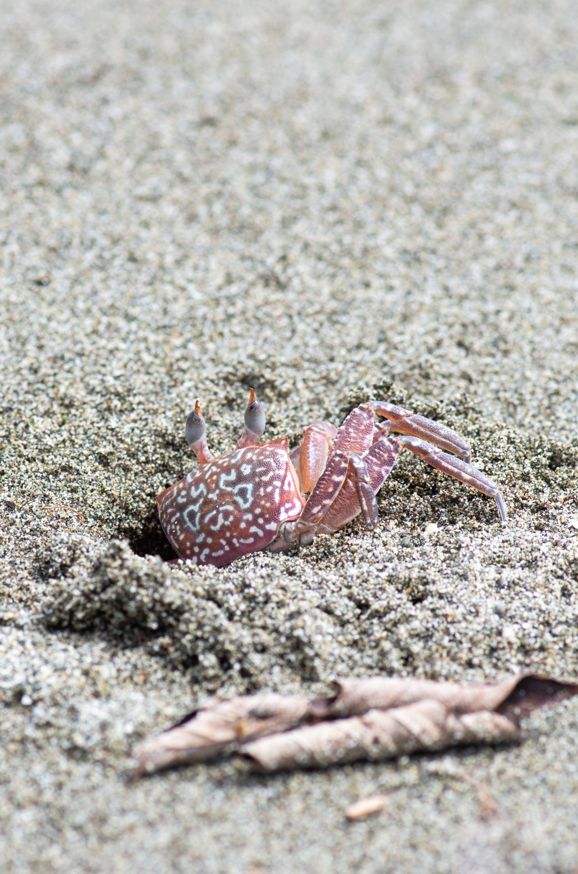 These guys were fairly cautious, any movement would send them back into their holes.