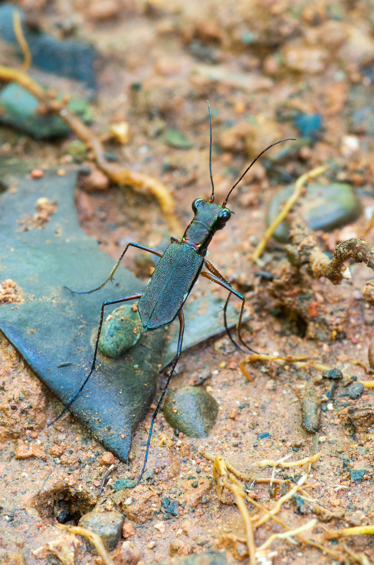 I love tiger beetles and this one is very different from the ones I see in the states.