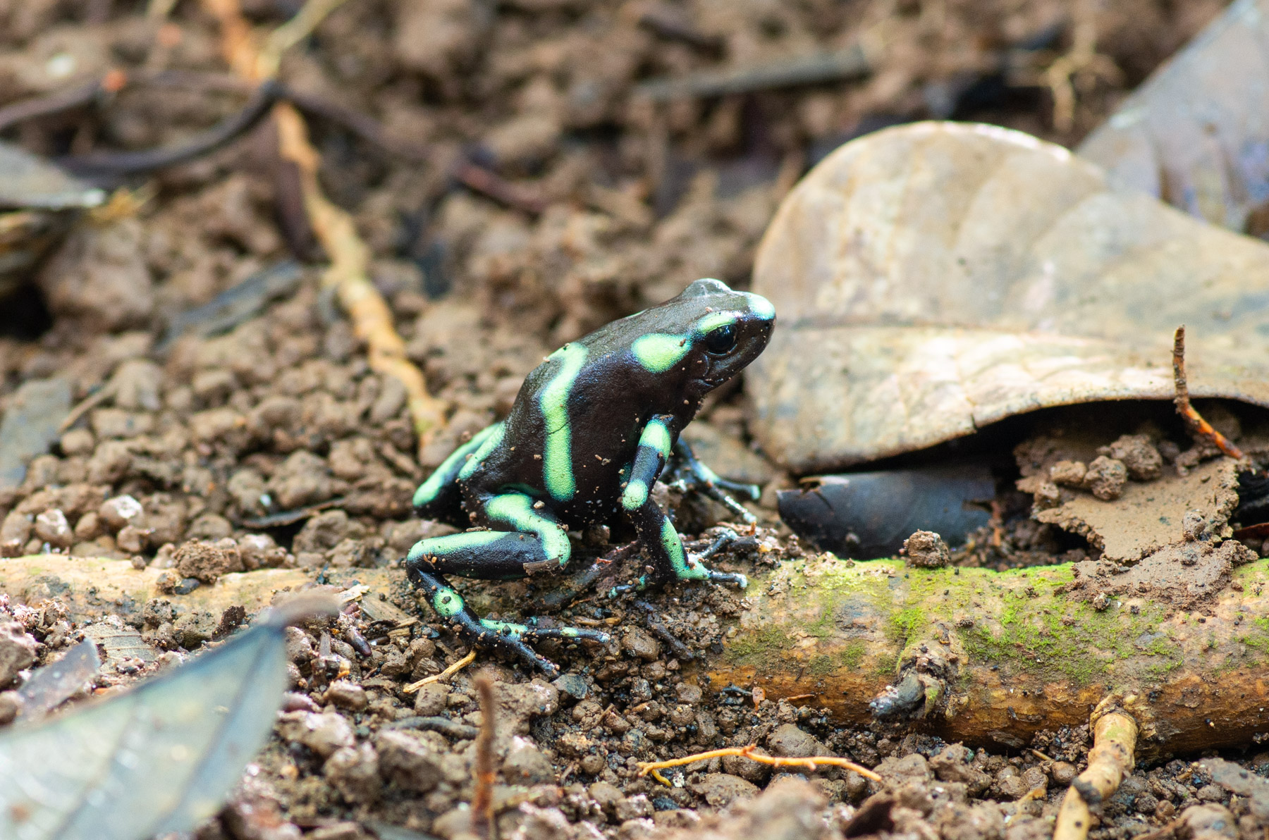 On the last day of our stay, we encountered this green and black dart frog hopping about.