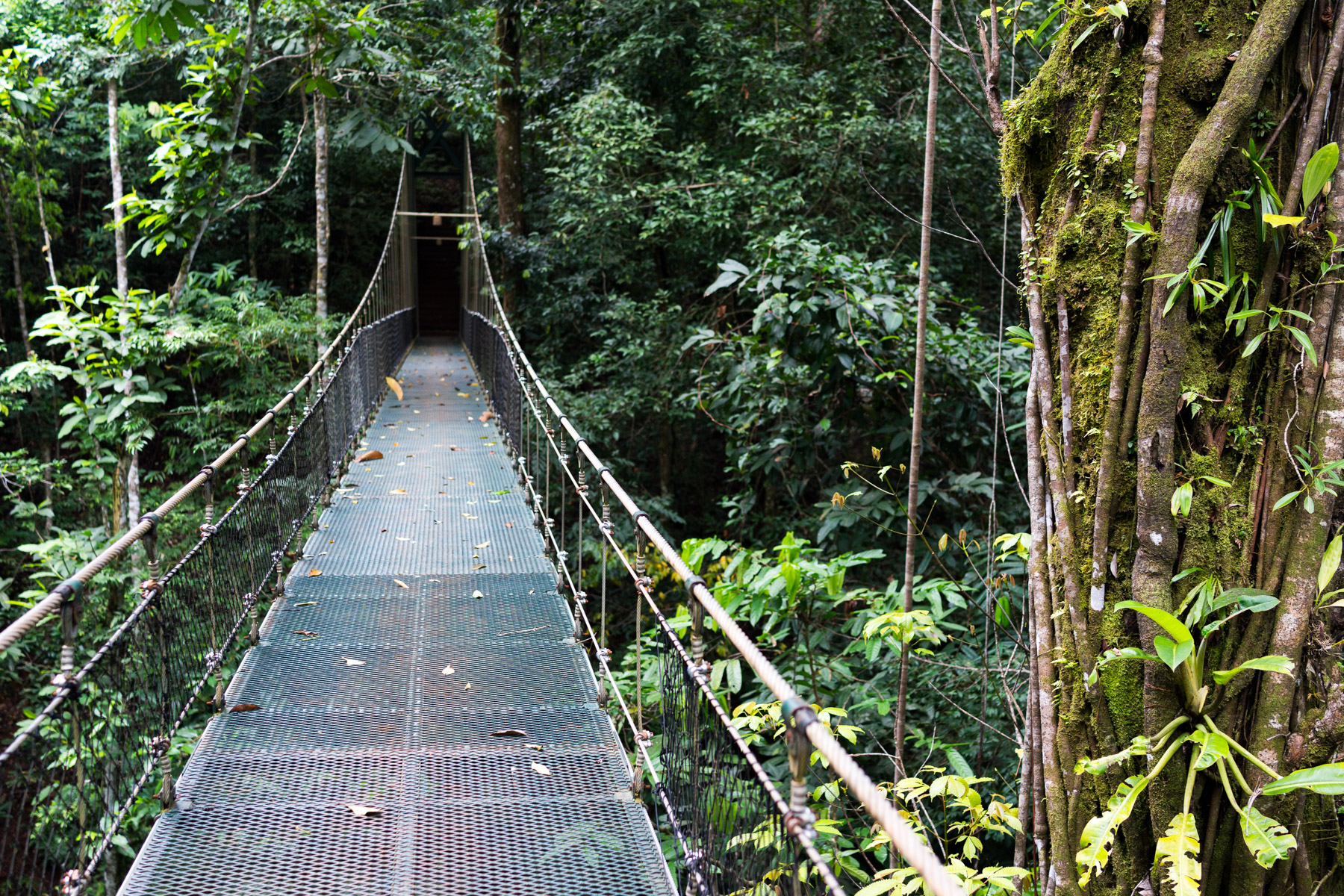 At Bosque del Cabo, this suspension bridge separated the main grounds from our cabins, it made our journey back-and-forth quite exciting.