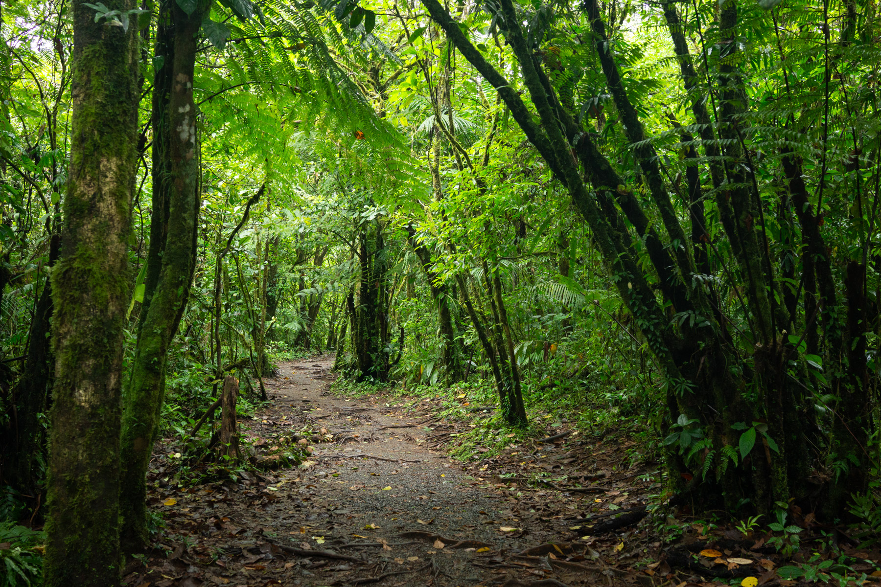 Near the entrance, so green and so lush
