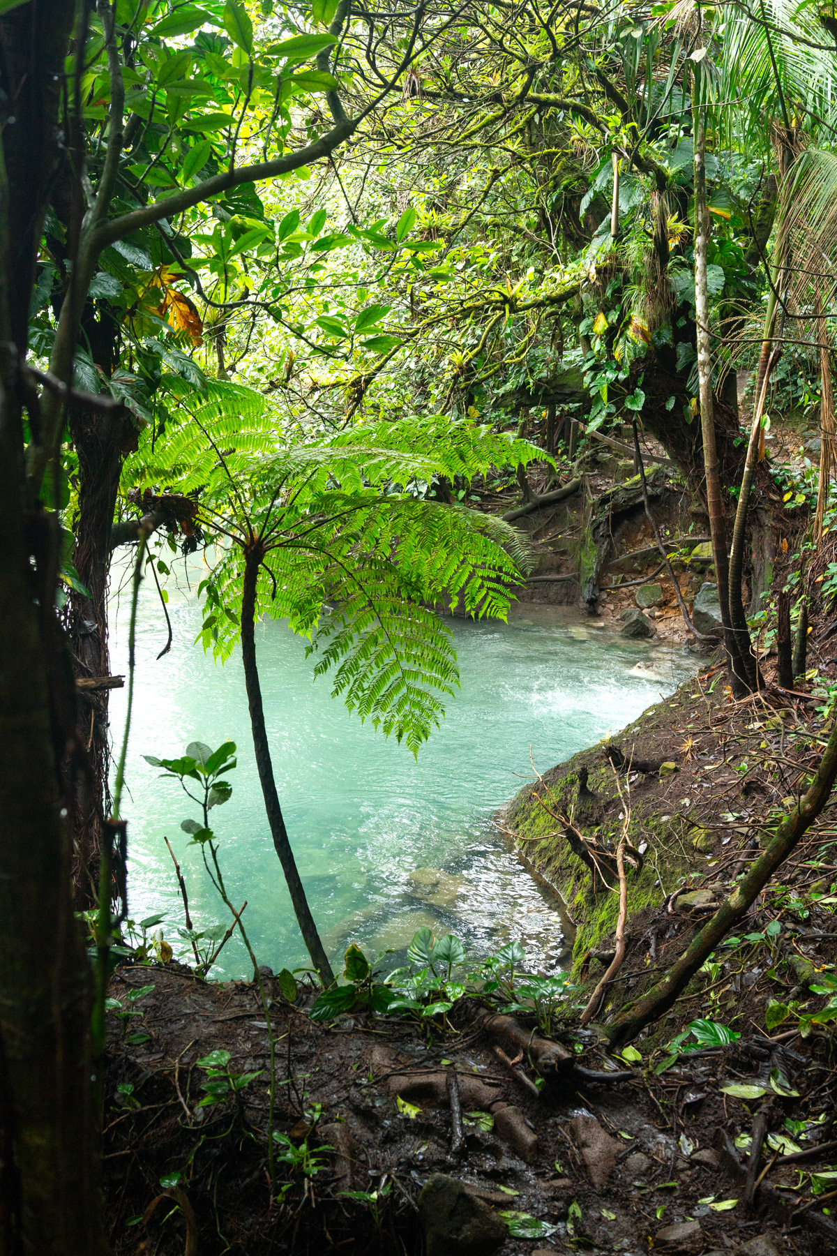 The water bubbled up from a spring here.