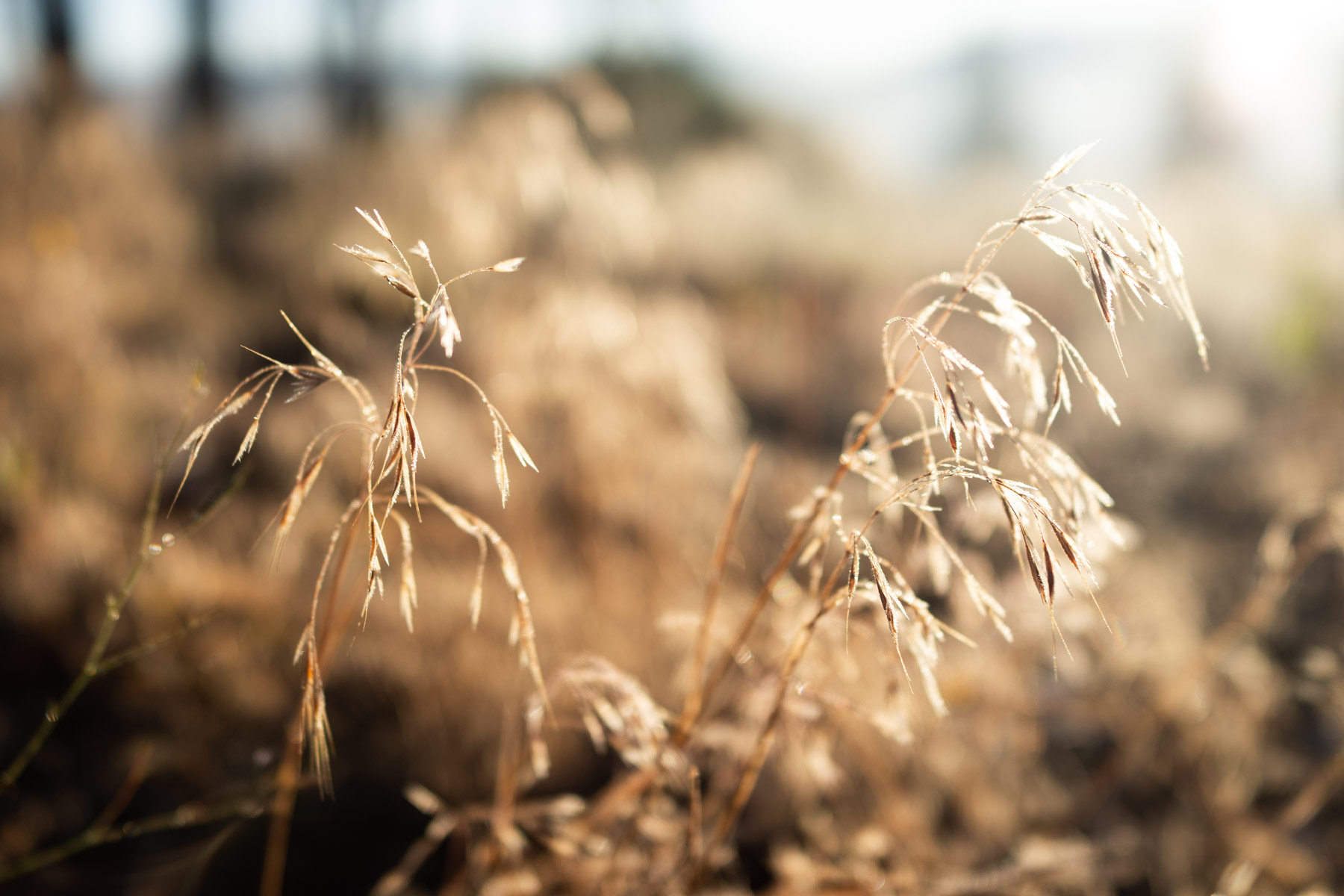 Morning glow. There was a fire here recently and our makeshift campsite was quite dry.