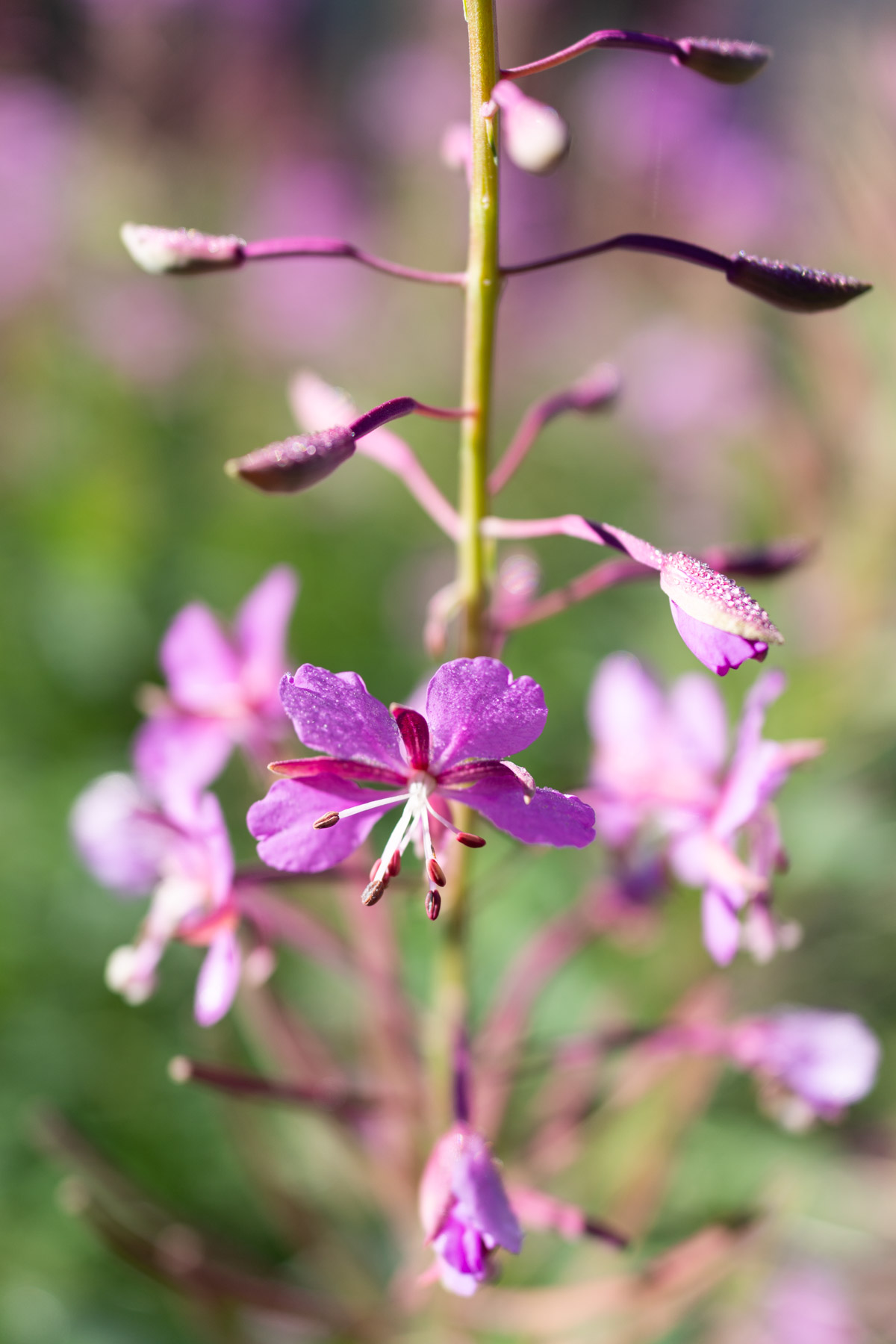 Once we hiked further in, fireweed dominated the hillside.