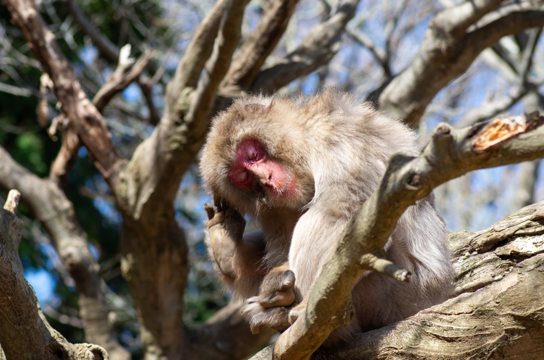 A monkey at Iwatayama Monkey Park. Must be contemplating life.