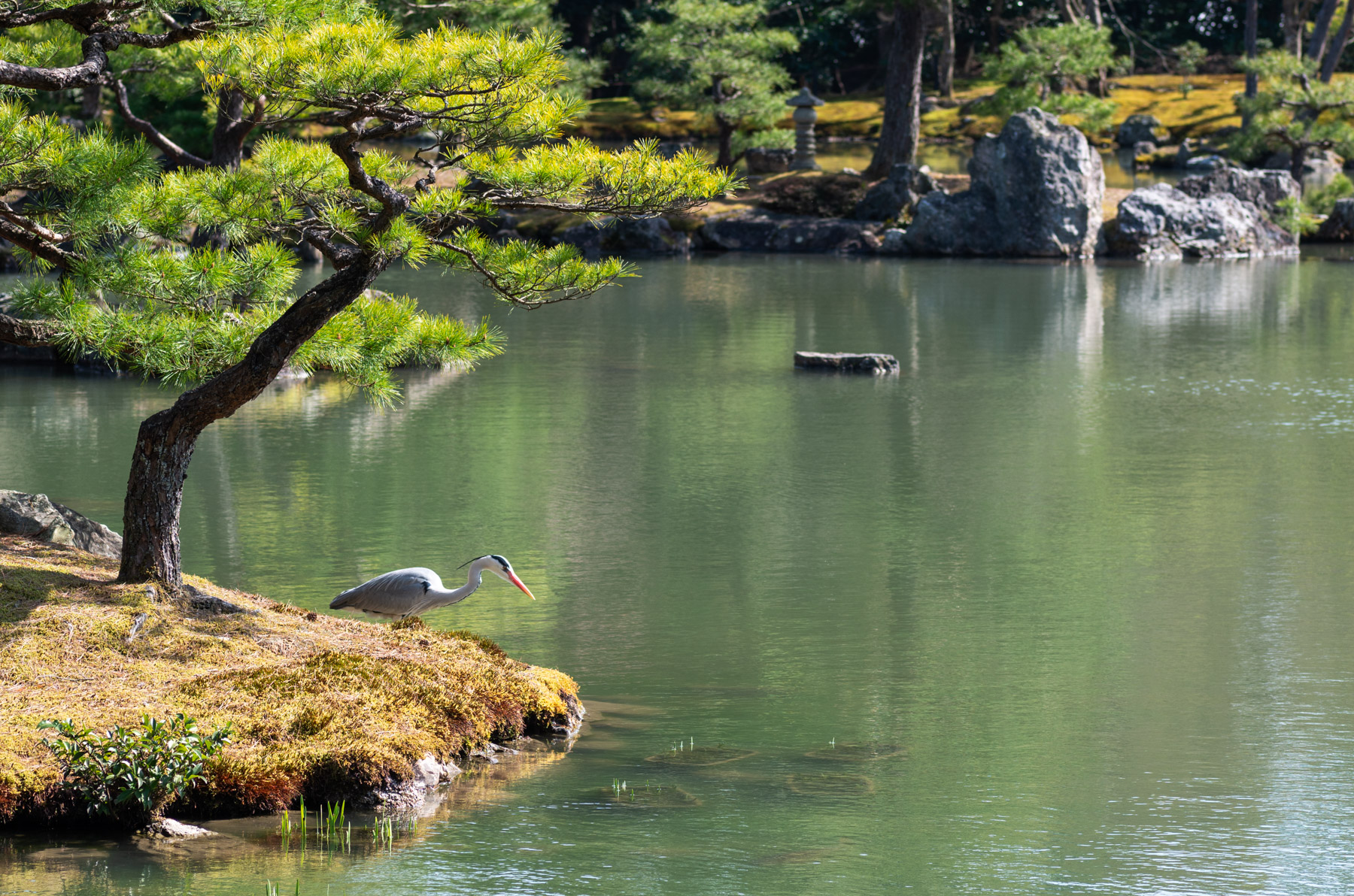 A heron looking for a snack.