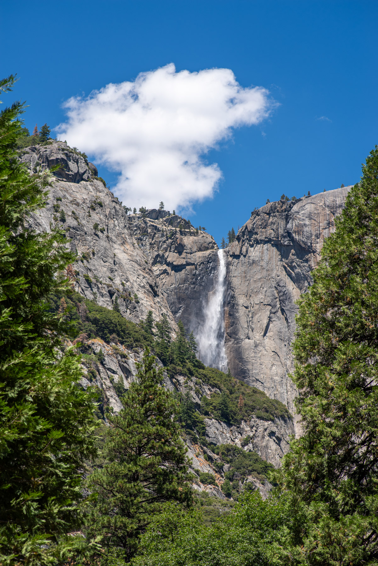 View of Yosemite Falls from the valley.