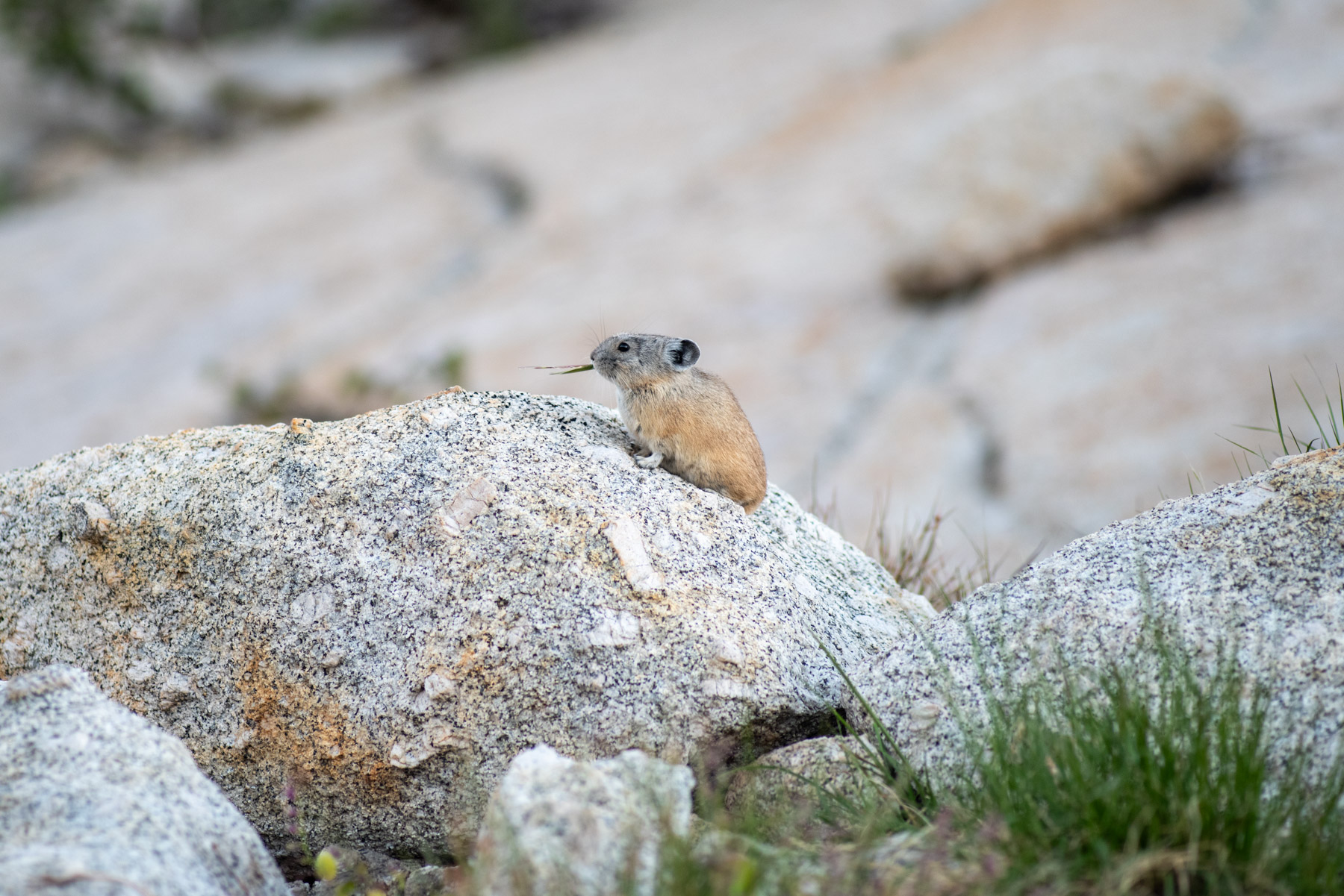 This pika was busy at work near our tent.
