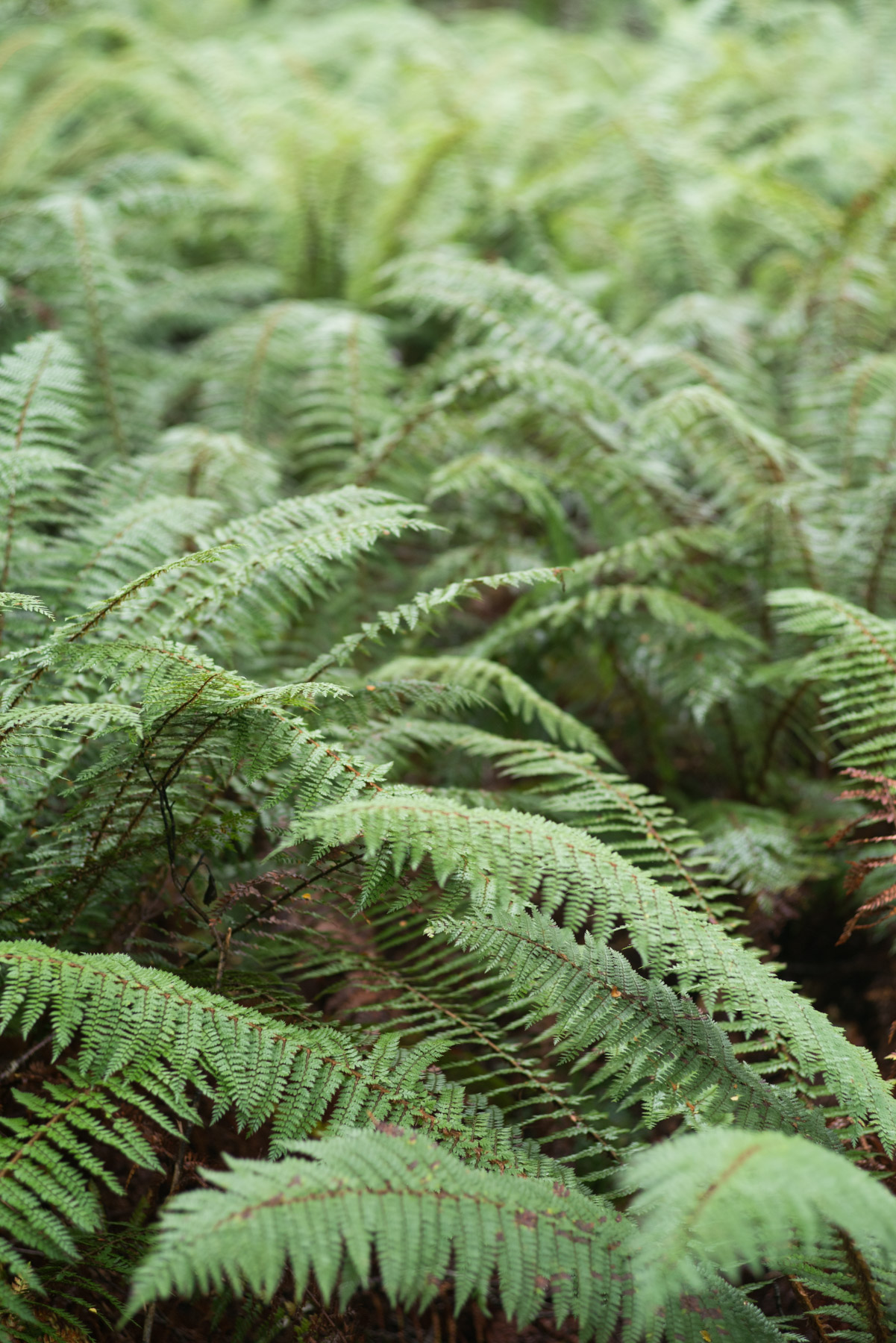 A bunch of ferns at Haast Pass.