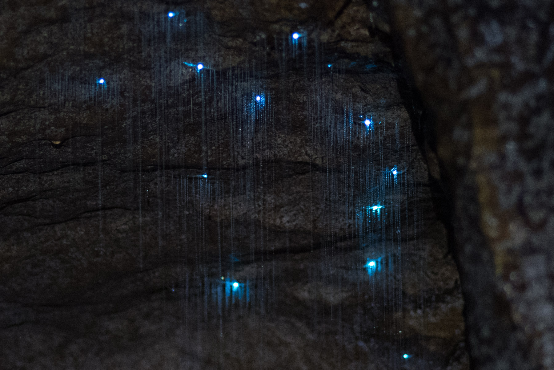 Close-up shot of some glow-worms. The silk threads hanging down have sticky droplets on them used for catching prey.